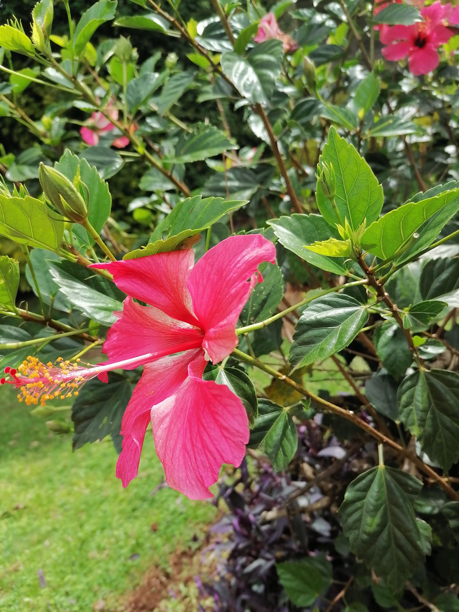 HUAWEI STK-L21 sample photo. Flowers, beautiful, leaves photography