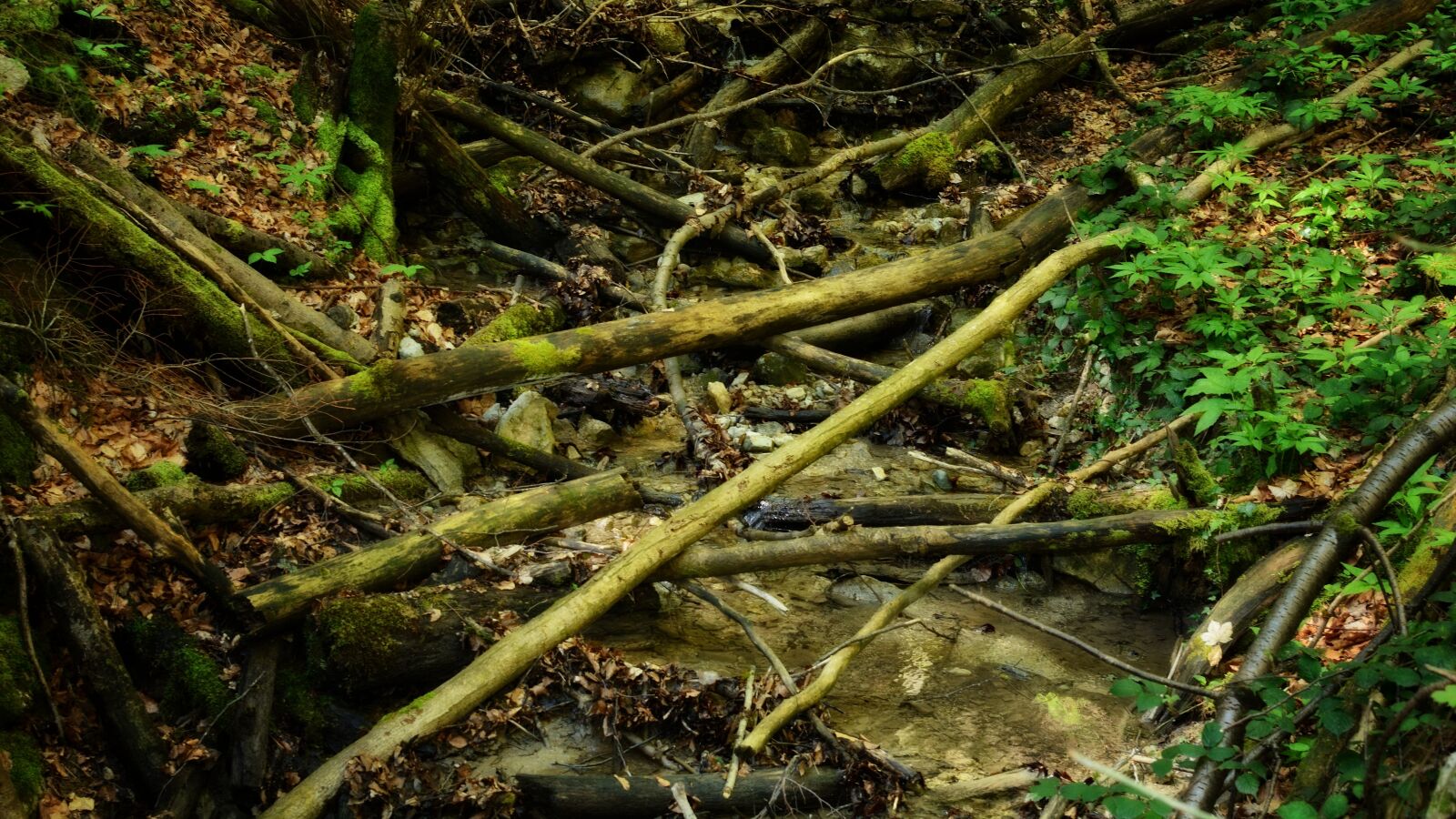 Nikon D7100 sample photo. Riverbed, bach, branches photography