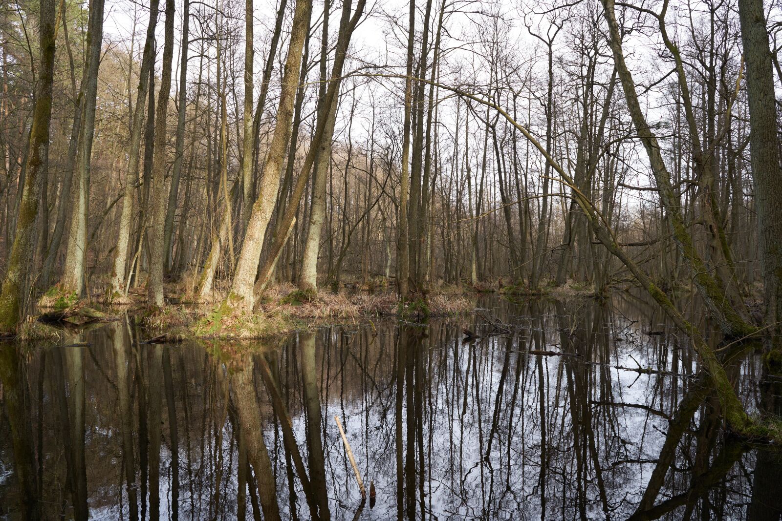 Sony a7 III sample photo. Swamp, trees, reflection photography