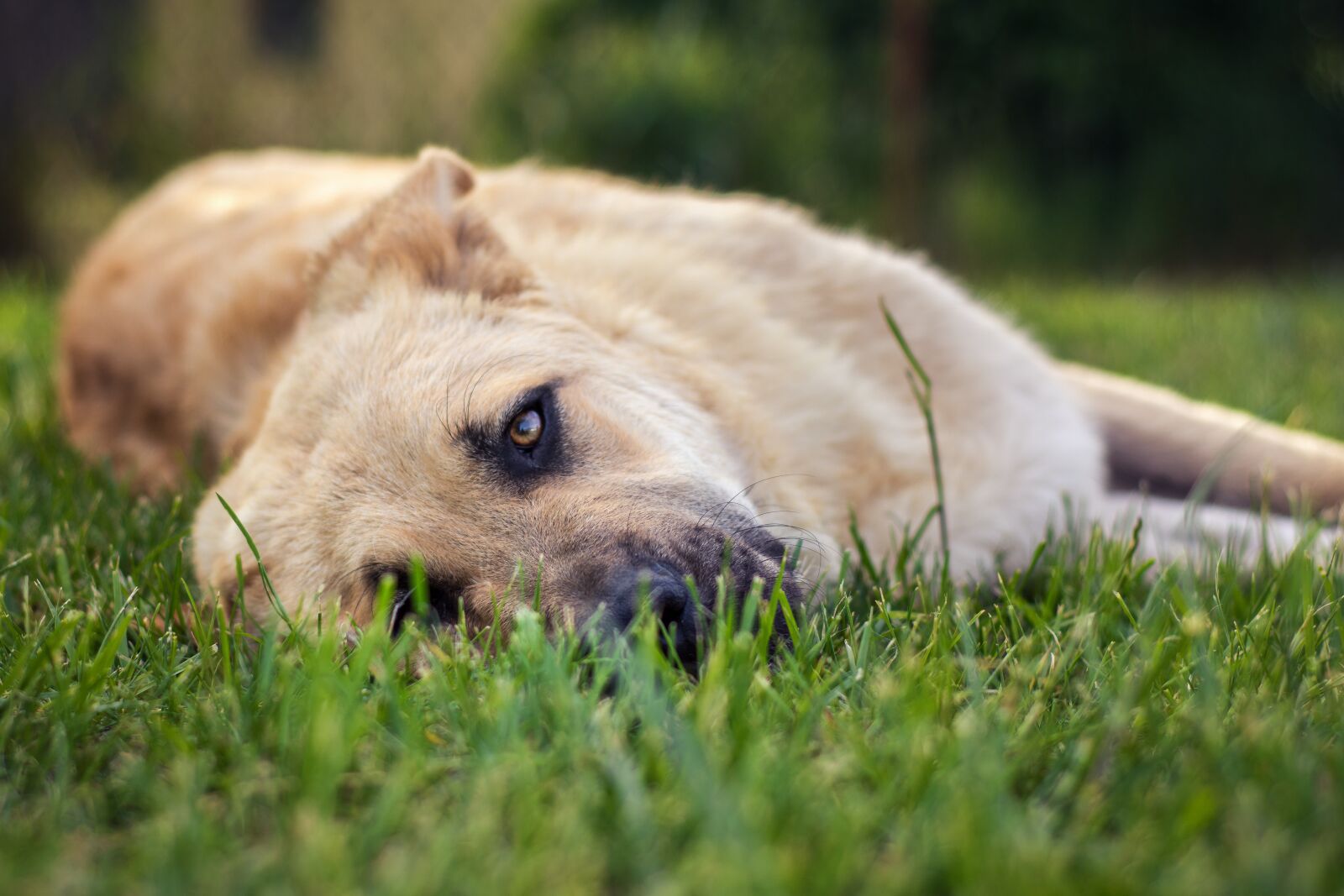 Nikon D7200 sample photo. Dog, dog portrait, pet photography