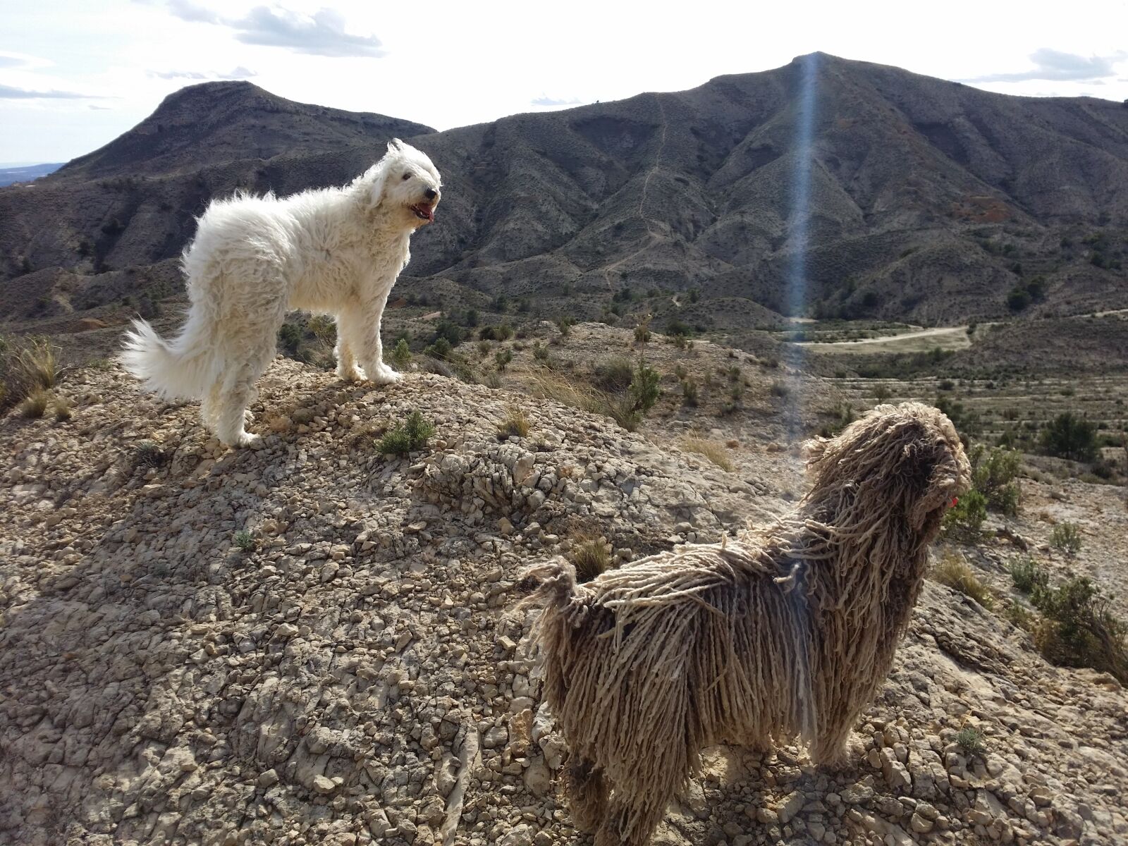Samsung Galaxy Note5 sample photo. Dogs, dreadlocks, mountain, hiking photography