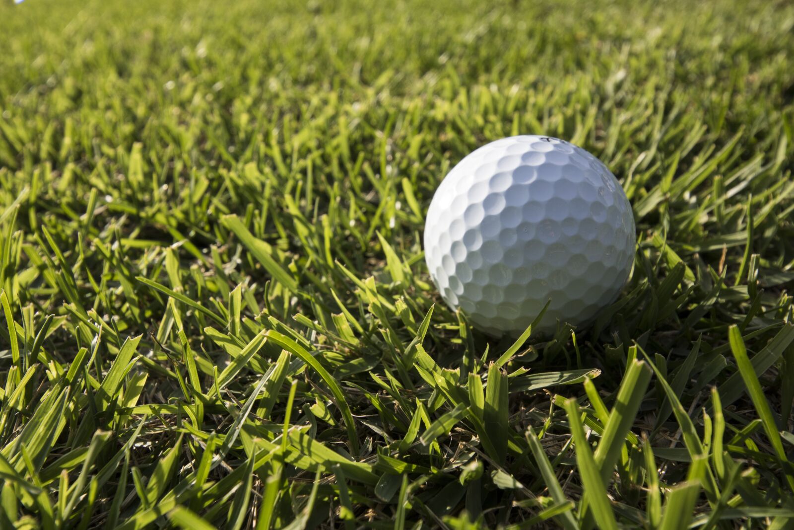 Canon EOS 750D (EOS Rebel T6i / EOS Kiss X8i) sample photo. Golf, green, field photography