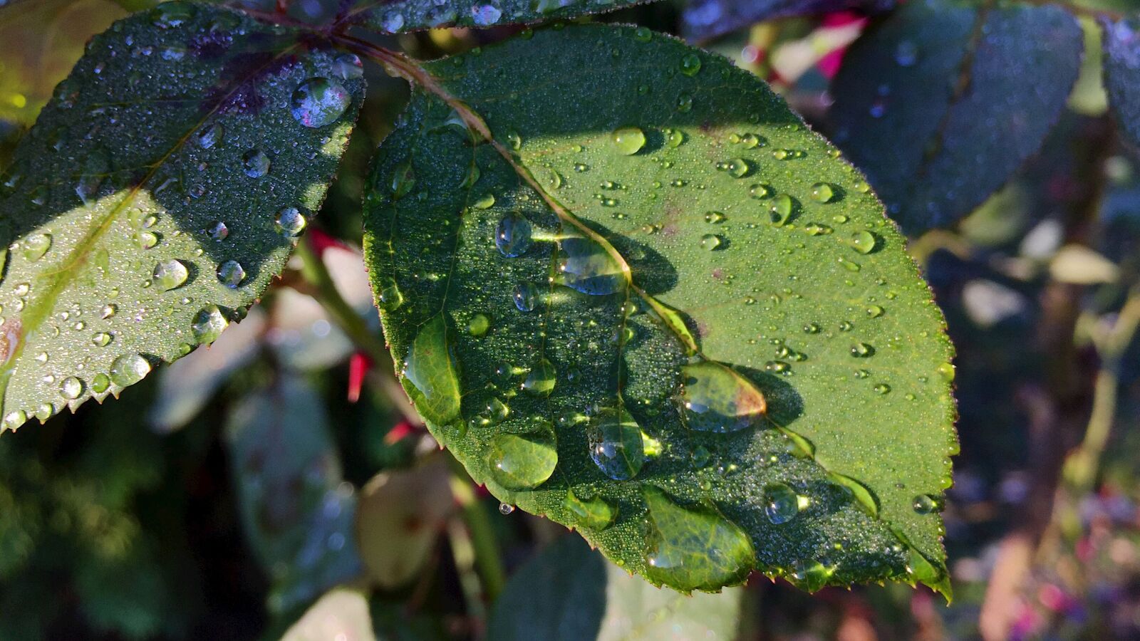 Apple iPhone 6 sample photo. Foliage, dew, nature photography