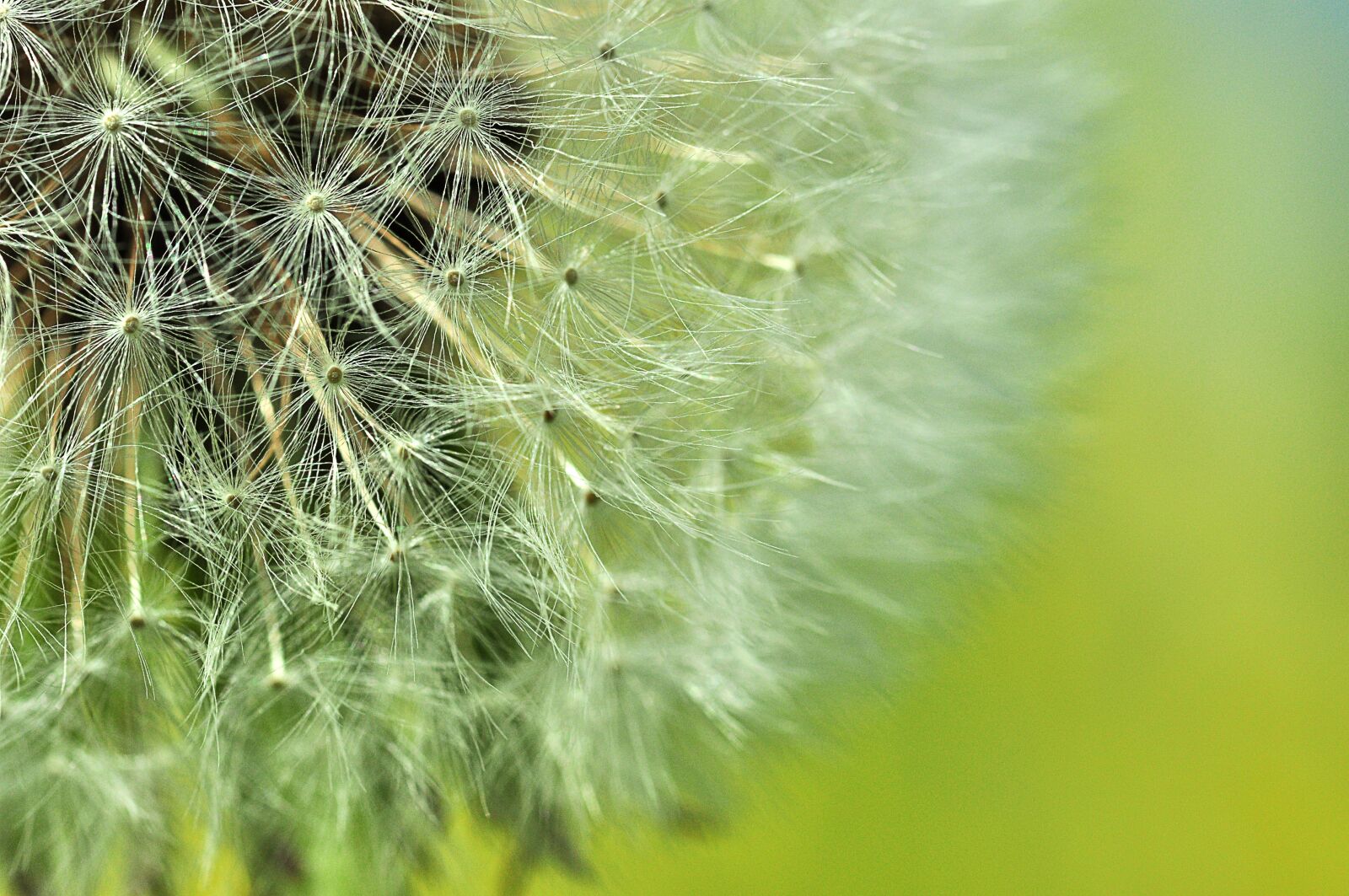Nikon D5000 sample photo. Dandelion, buttercup, summer photography