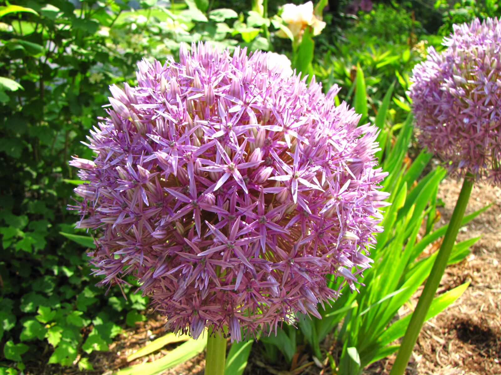 Canon PowerShot SX10 IS sample photo. Allium, flower, blossom photography