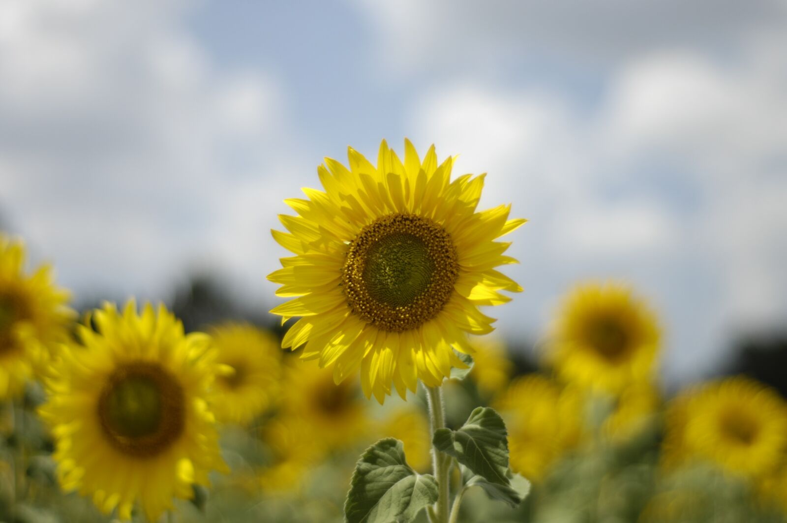 Nikon D2X sample photo. Sunflower, sun, yellow photography