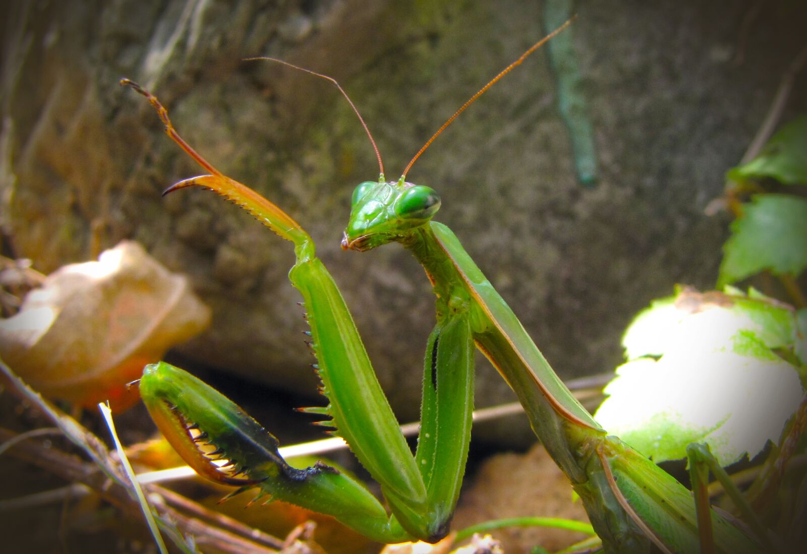 Canon PowerShot SX10 IS sample photo. Mantis, animal, green photography