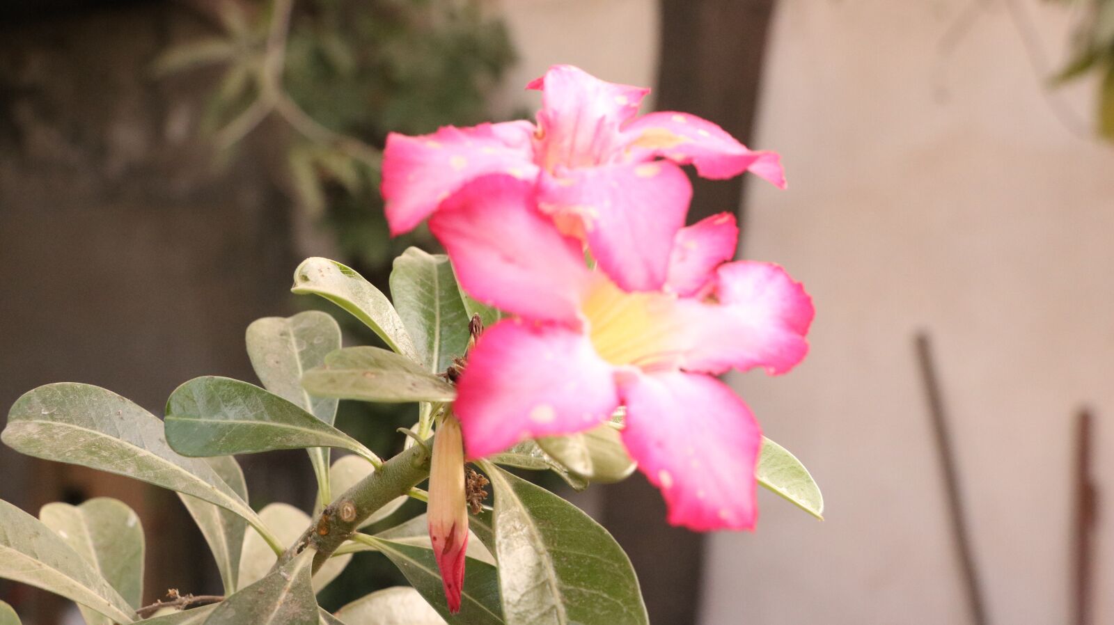 Canon EOS 750D (EOS Rebel T6i / EOS Kiss X8i) sample photo. Flowers, garden, plant photography