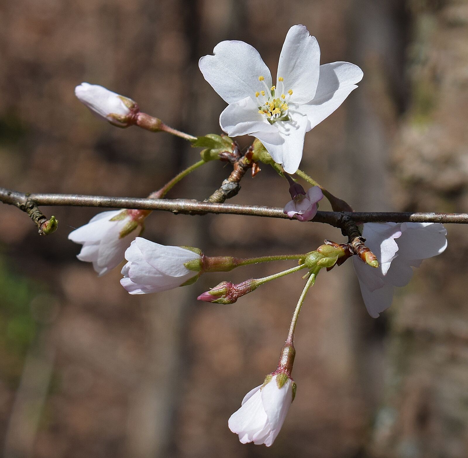 Nikon D3300 sample photo. Delicate cherry blossoms, wild photography