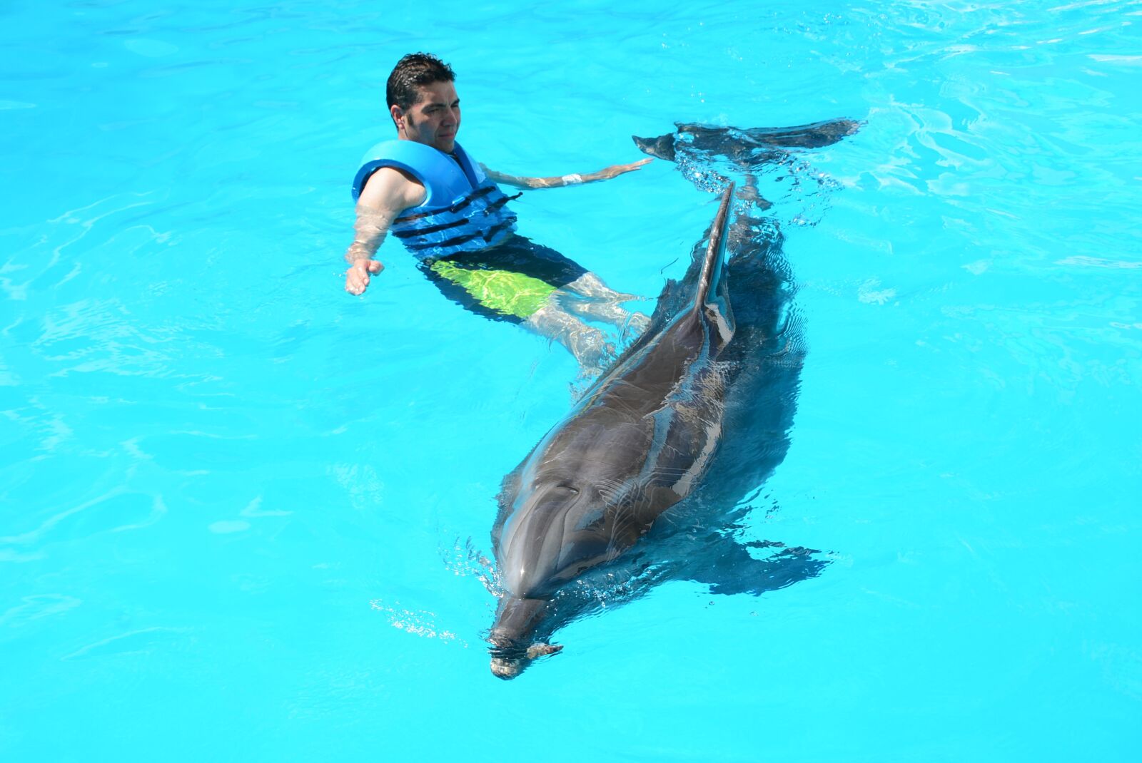 Nikon D5200 sample photo. Dolphins, marine life, fish photography