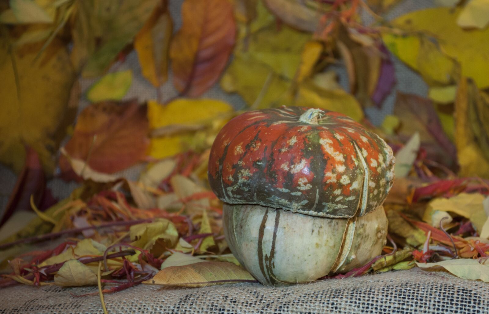 Nikon D90 sample photo. Autumn, leaves, nature photography