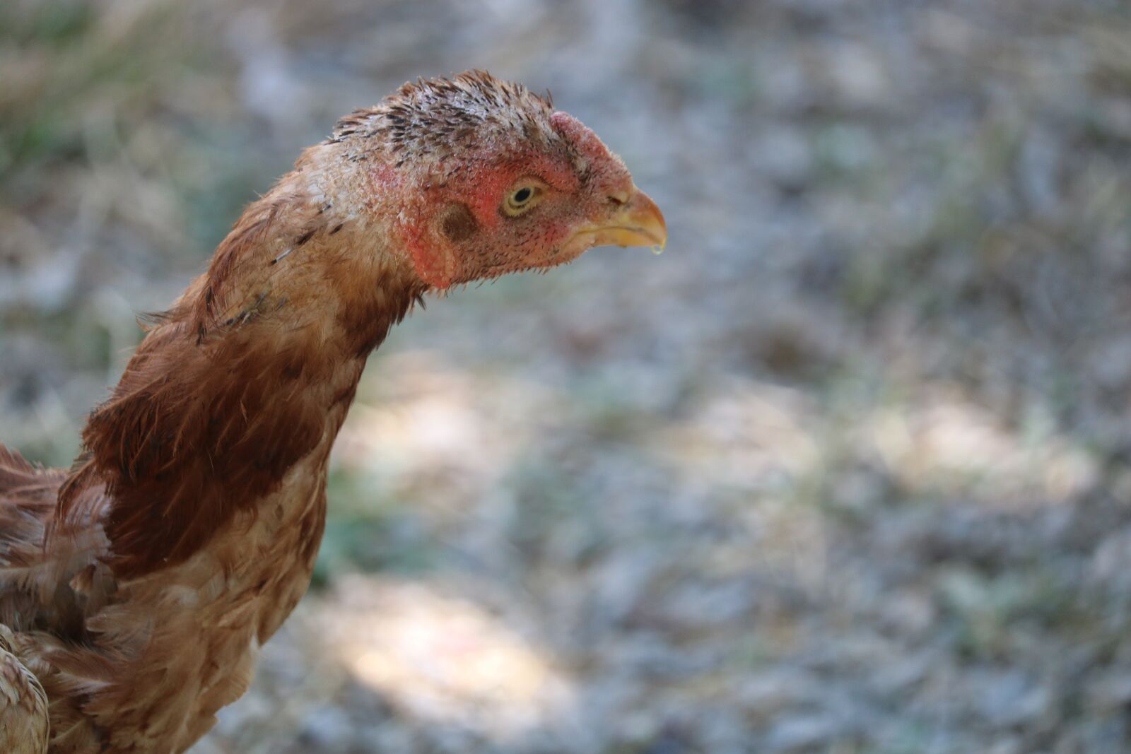 Canon EOS 750D (EOS Rebel T6i / EOS Kiss X8i) sample photo. Chicken, chick, animal photography