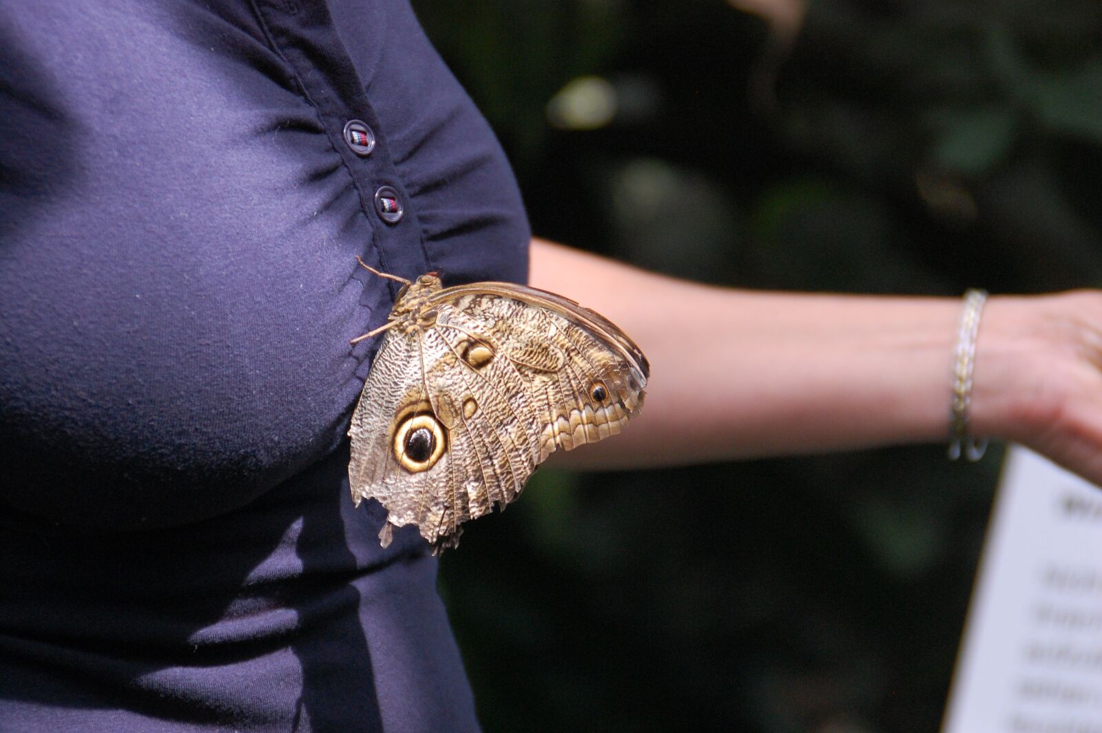 Nikon D40 sample photo. Bosom, breast, butterfly photography