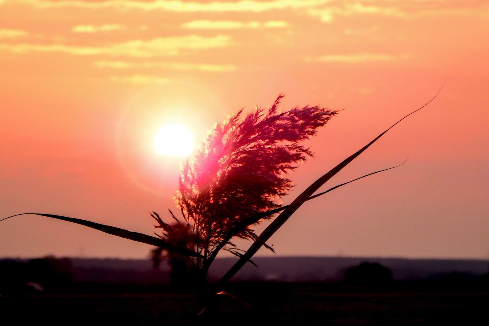 Fujifilm FinePix SL1000 sample photo. Sunrise, rush, reed photography