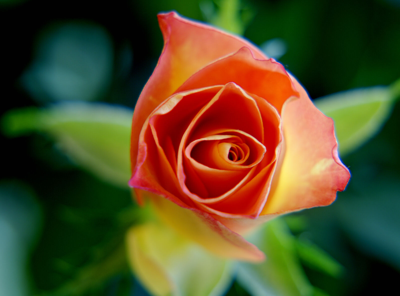 Nikon D3200 sample photo. Flower, rose photography