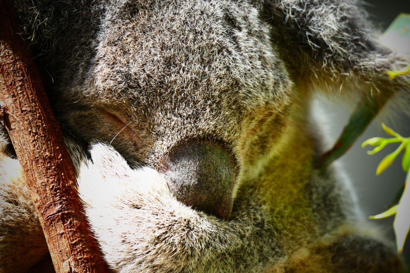 Panasonic Lumix DMC-FZ1000 sample photo. Koala, australia, cute photography