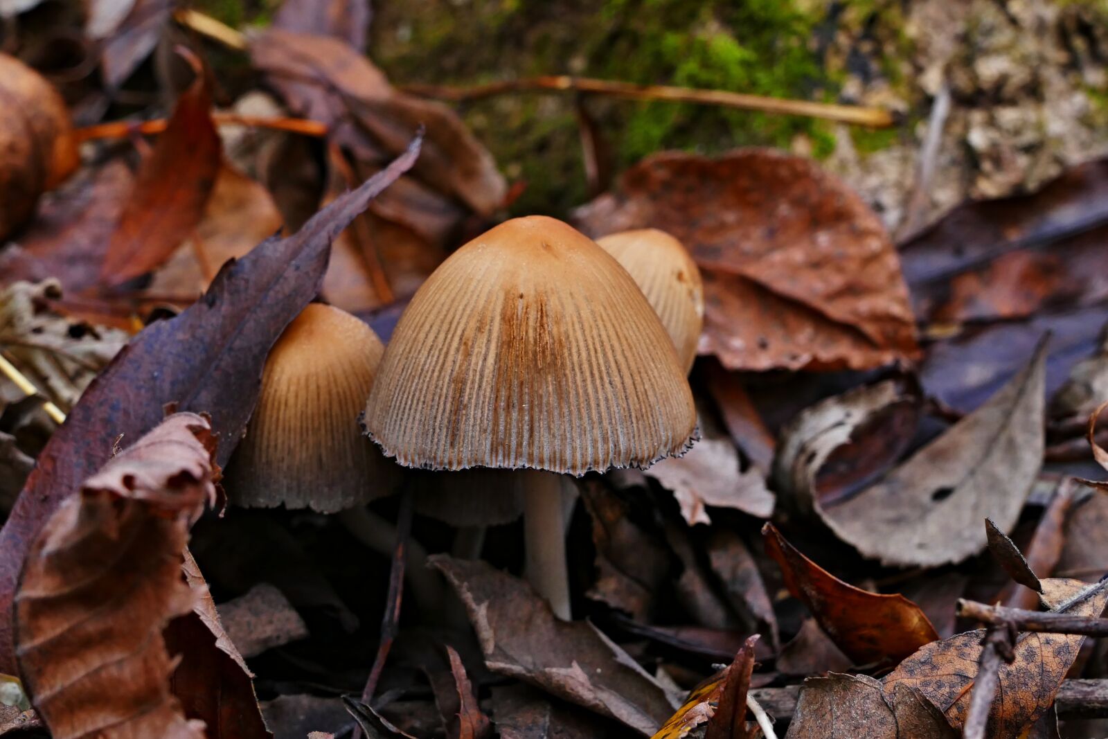 Panasonic Lumix DMC-FZ1000 sample photo. Wild mushrooms, forest, nature photography