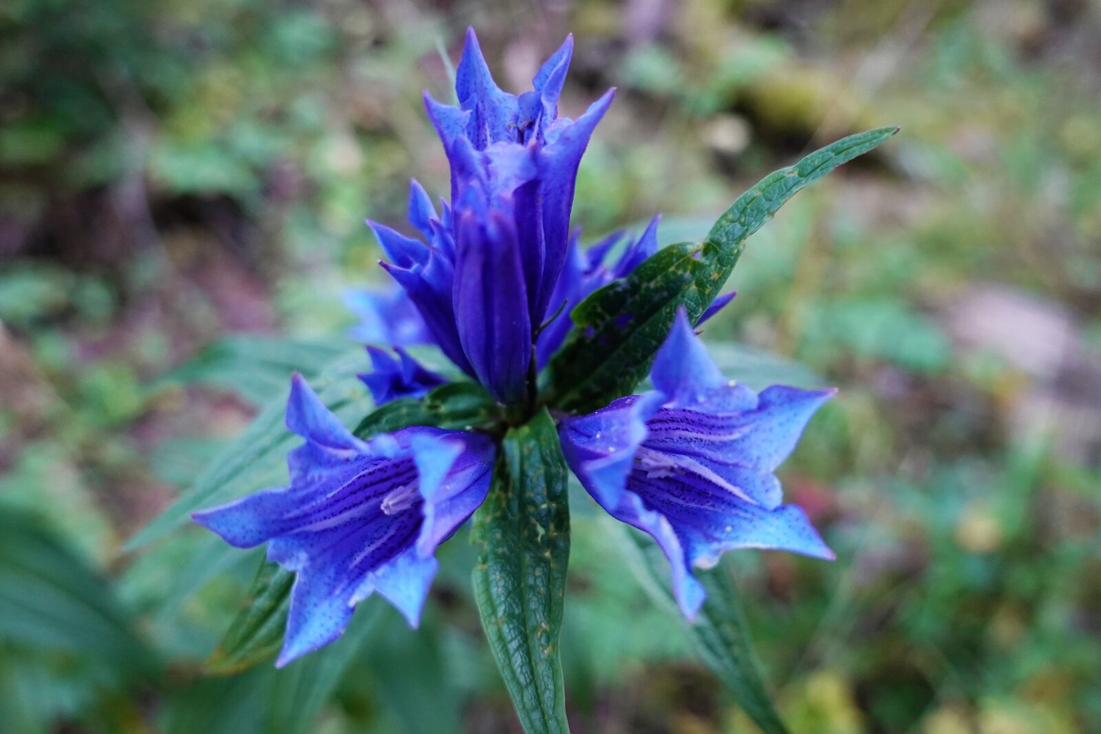 Sony DSC-RX100M7 sample photo. Flowers, gentian, blue photography