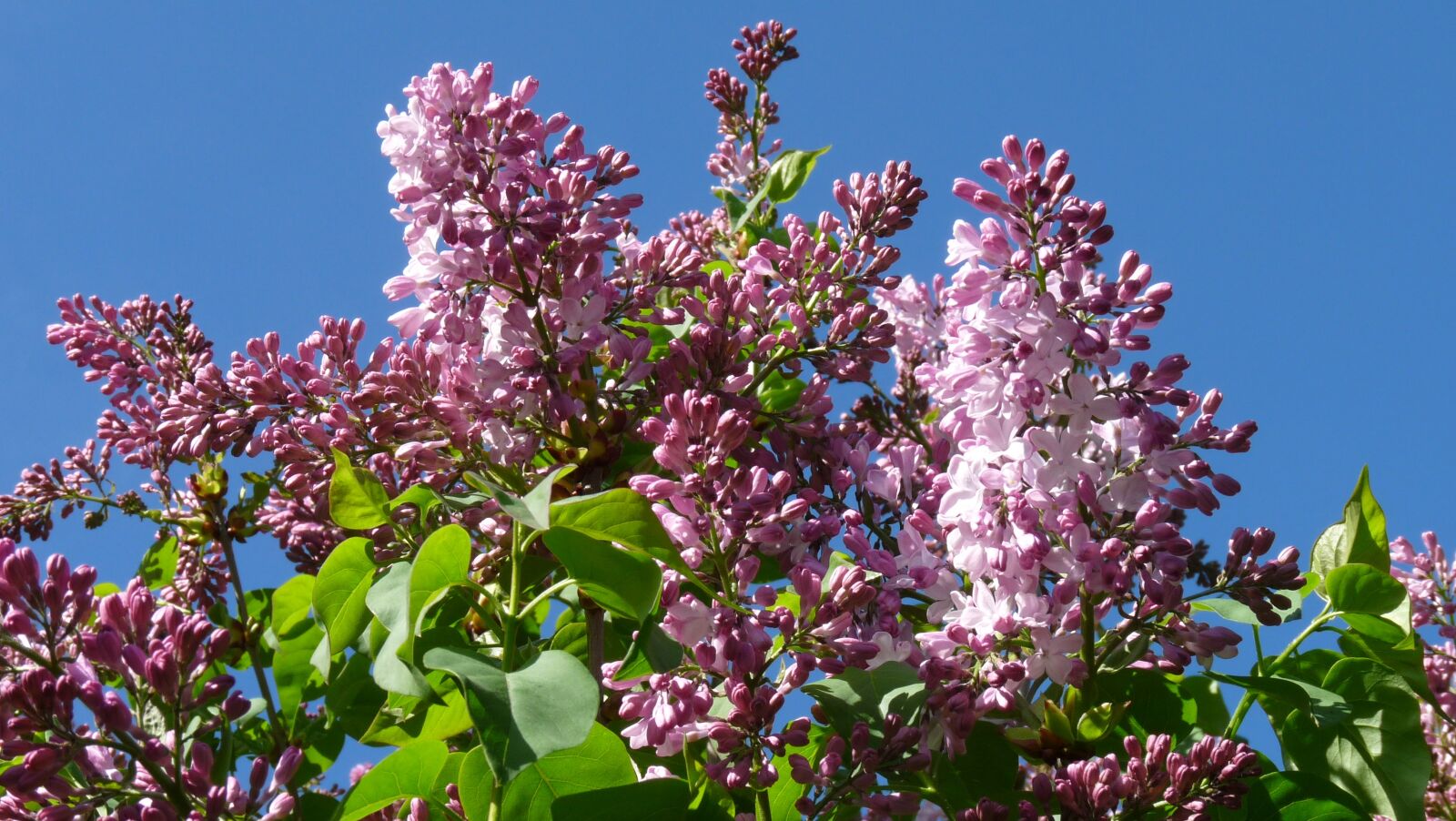Panasonic Lumix DMC-FZ28 sample photo. Lilac, flowers, buds photography