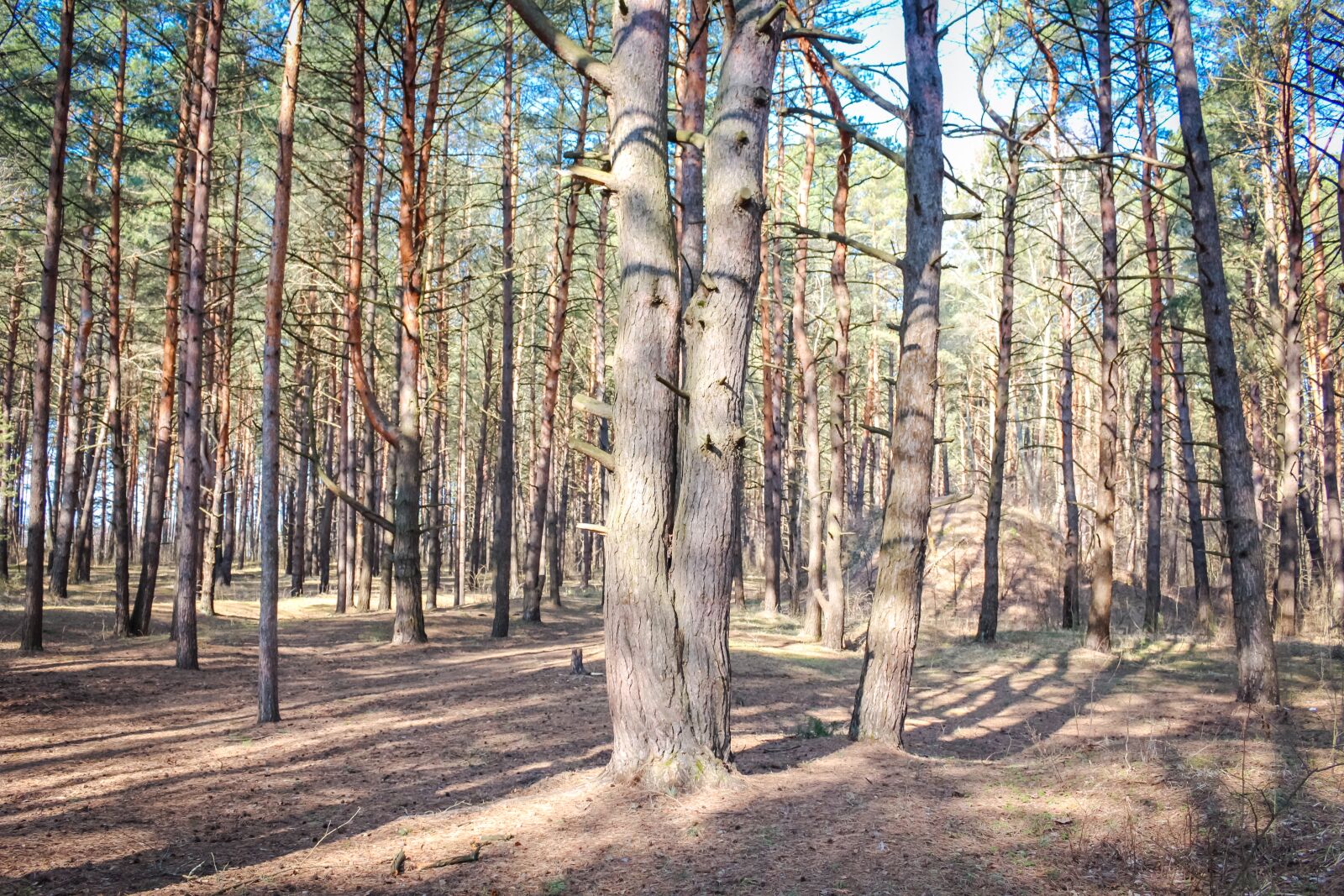 Canon EOS 100D (EOS Rebel SL1 / EOS Kiss X7) sample photo. Pine, forest, coniferous photography