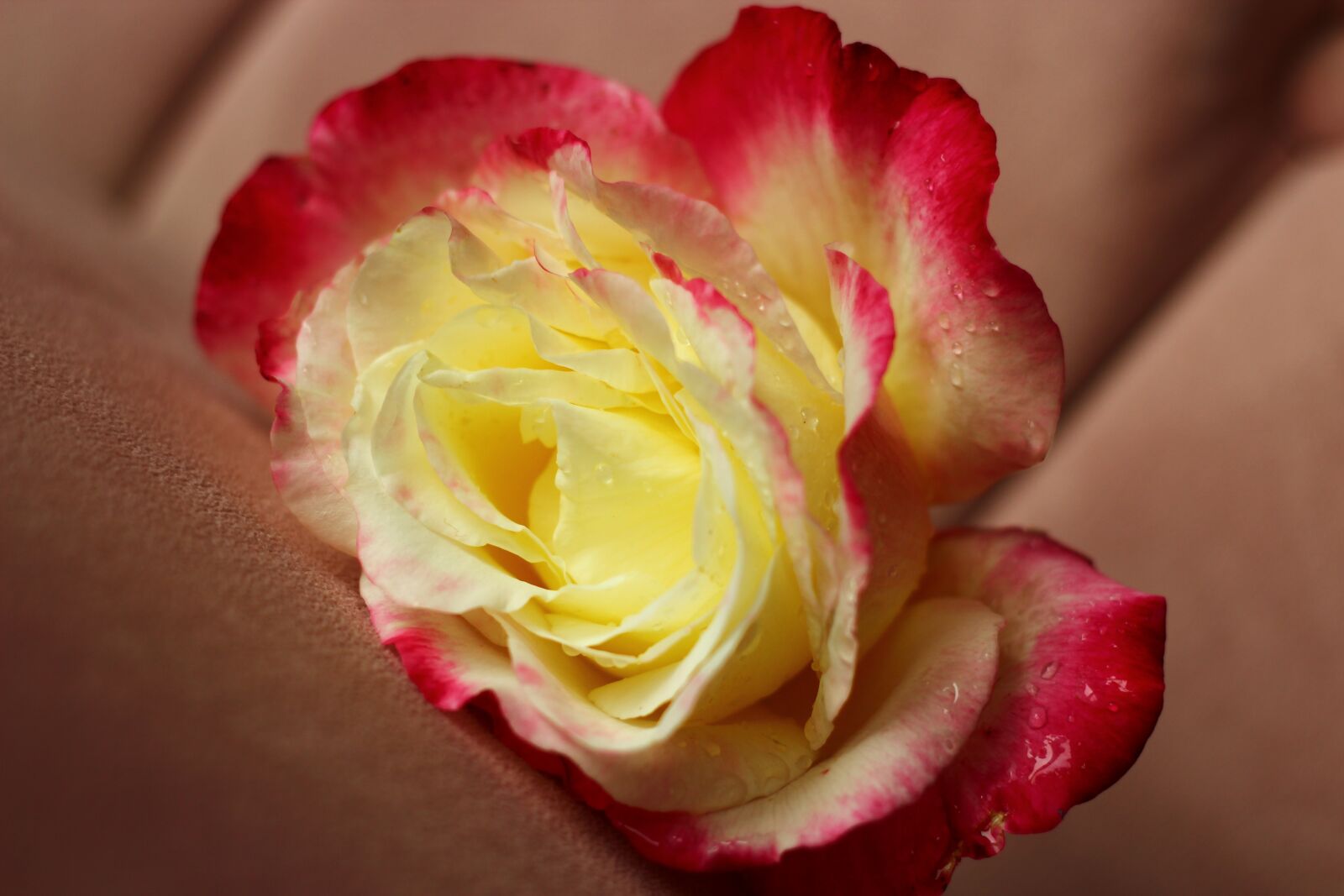 Canon EOS 600D (Rebel EOS T3i / EOS Kiss X5) + Canon EF 50mm F1.8 II sample photo. Rose flower, flower, pink photography