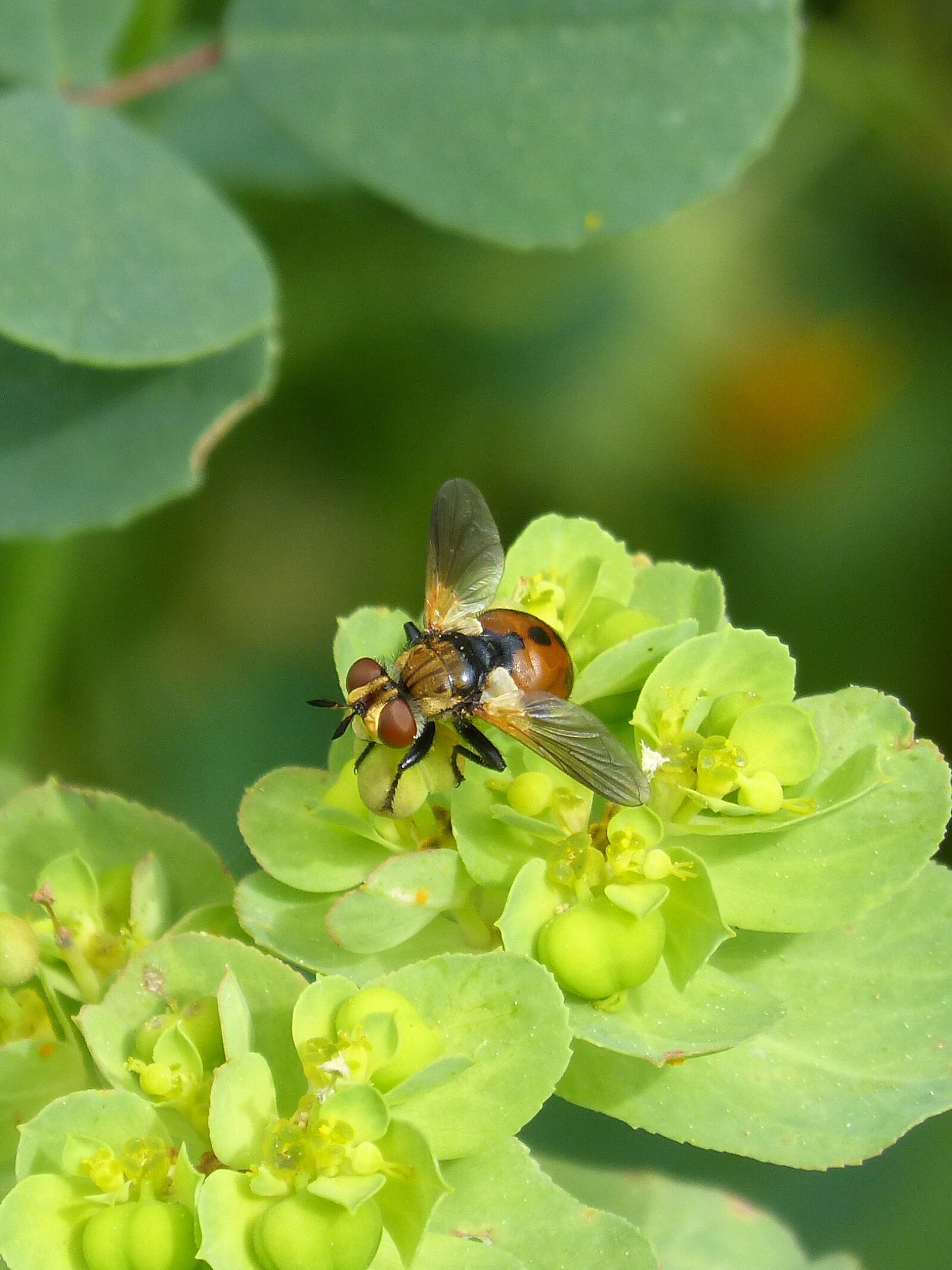 Panasonic DMC-FZ62 sample photo. Fly yellow, strange insect photography