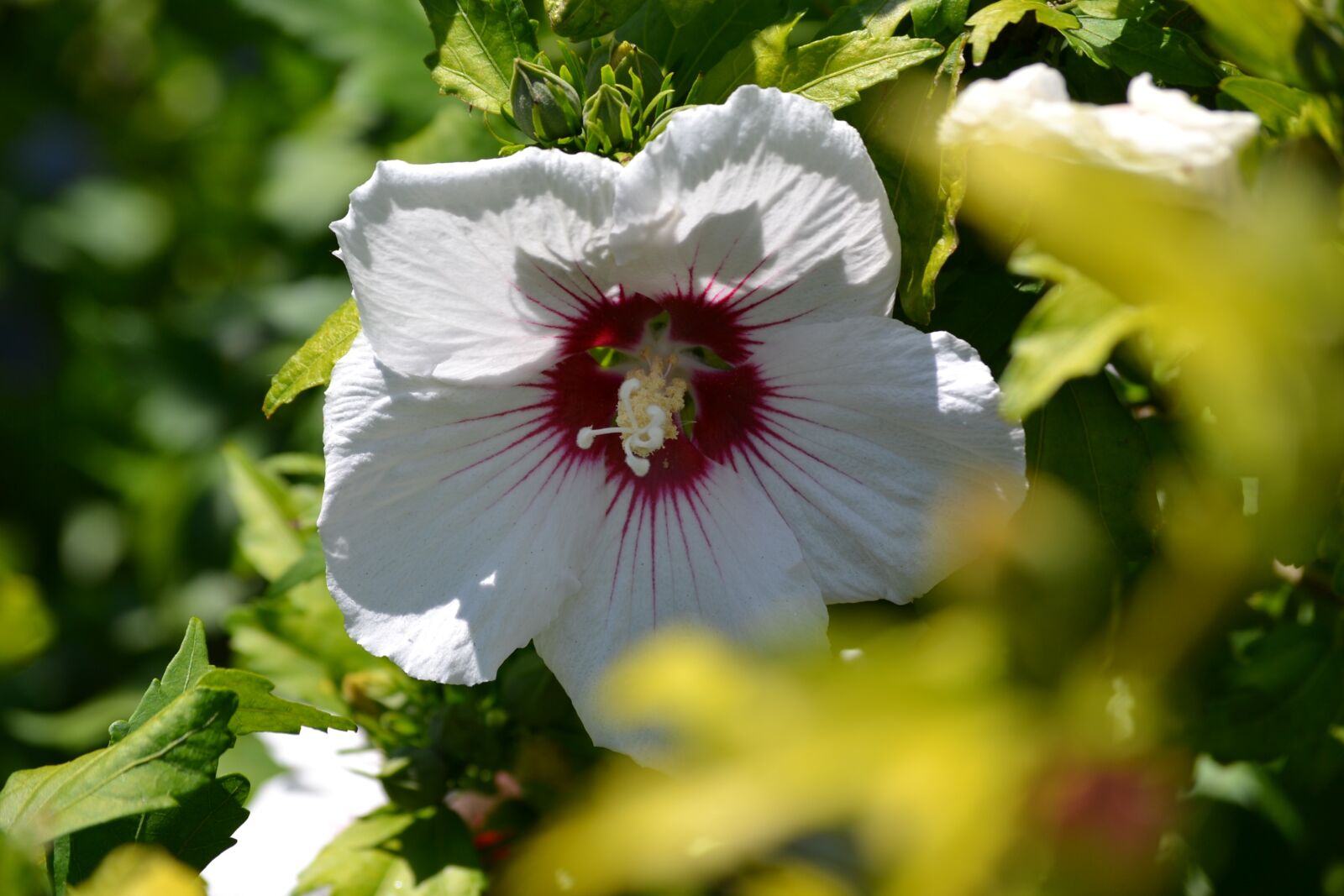 Nikon D3100 sample photo. Flowers, plants, spring photography