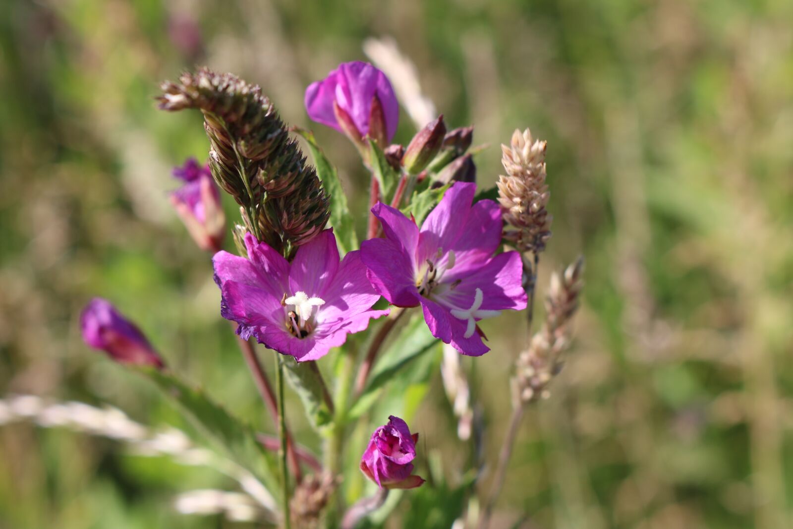 Canon EOS 750D (EOS Rebel T6i / EOS Kiss X8i) sample photo. Field, flower, color photography