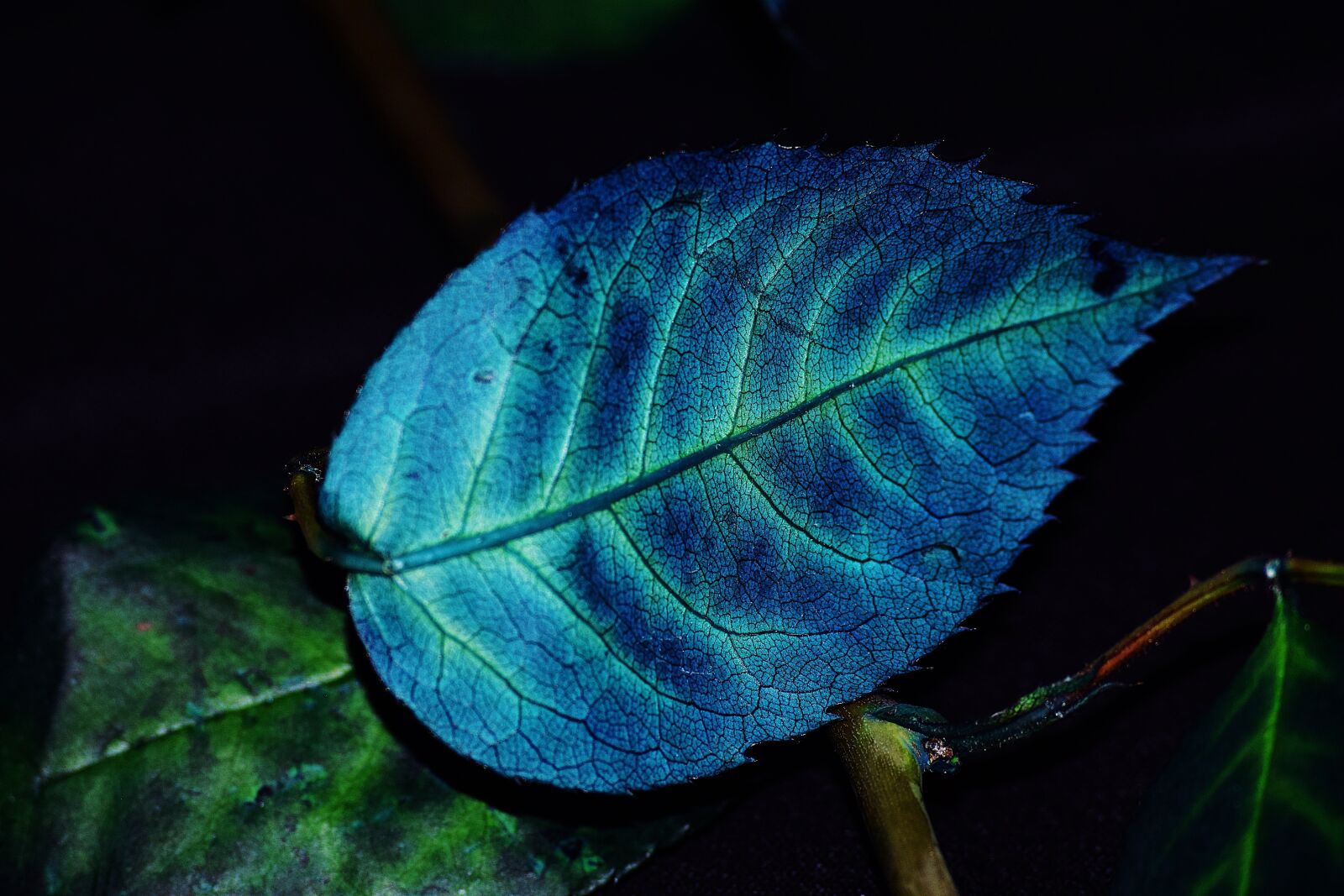 Nikon D3300 sample photo. Foliage, color, blue photography