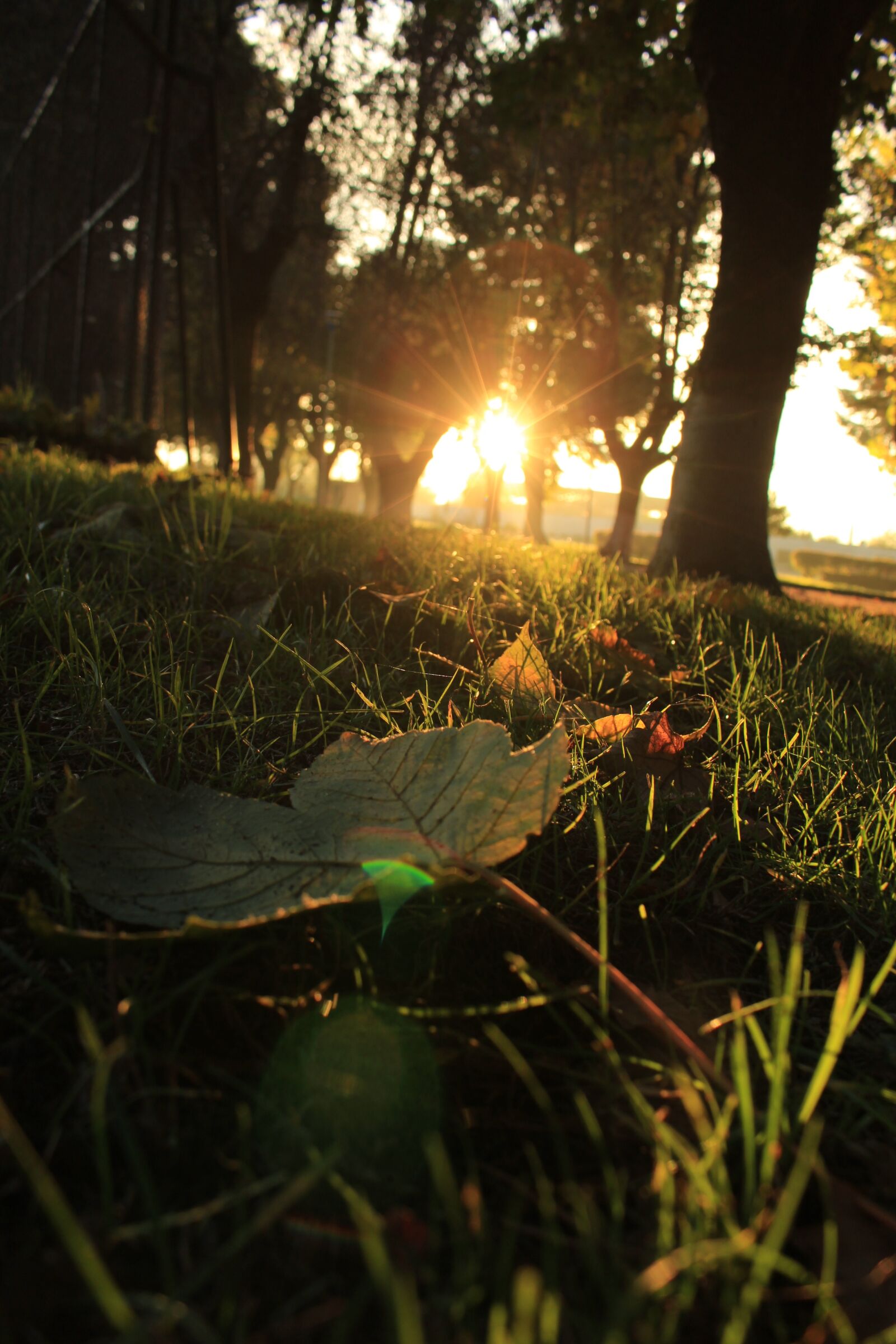 Canon EOS 700D (EOS Rebel T5i / EOS Kiss X7i) sample photo. Destello, sun, sol photography