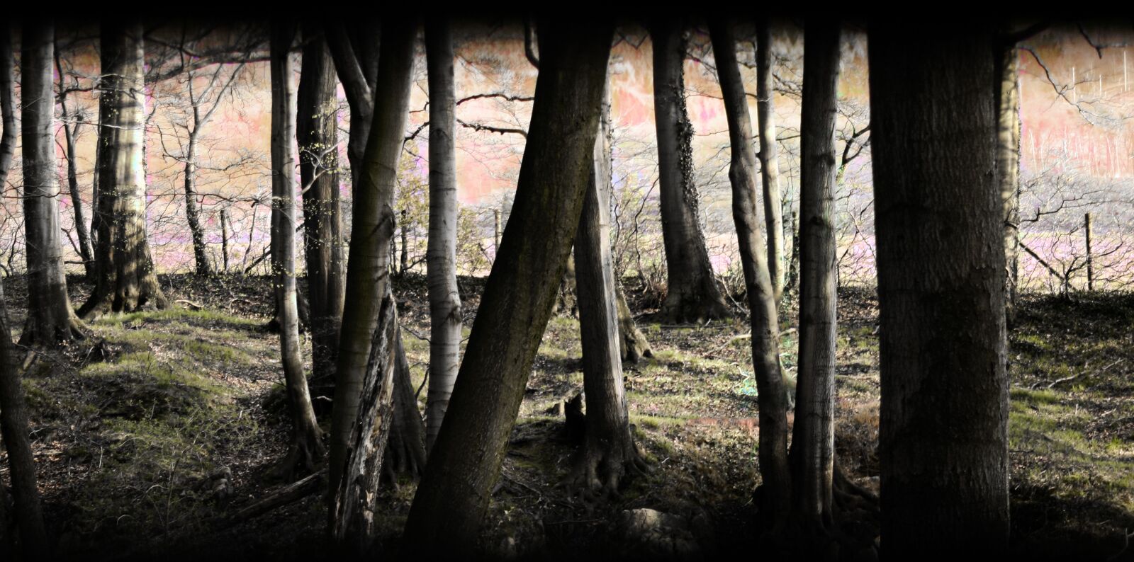 Canon EOS 350D (EOS Digital Rebel XT / EOS Kiss Digital N) sample photo. Forest, mystical, nature photography