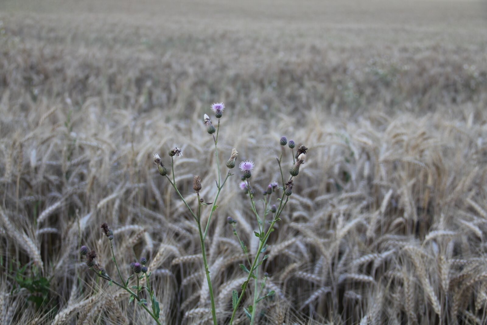 Canon EOS 550D (EOS Rebel T2i / EOS Kiss X4) sample photo. Wheat field, thistle, field photography