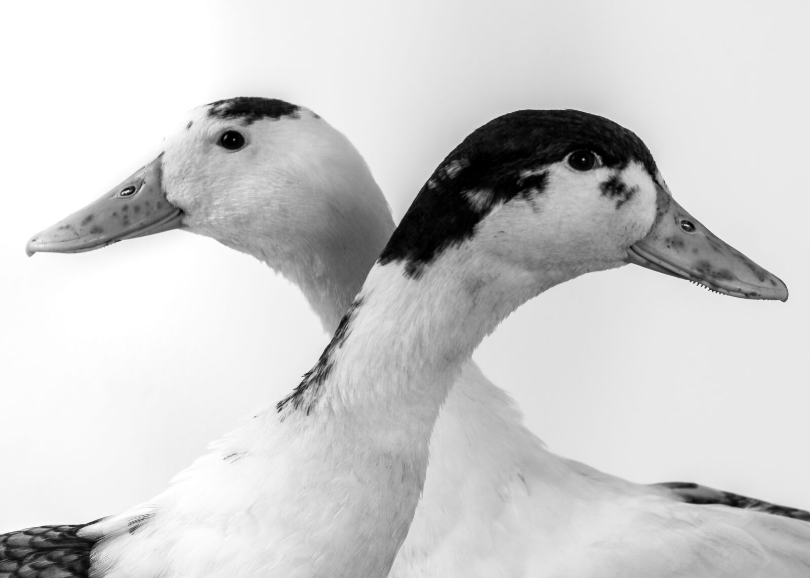 Nikon D7100 sample photo. Ducks, pets, duck photography