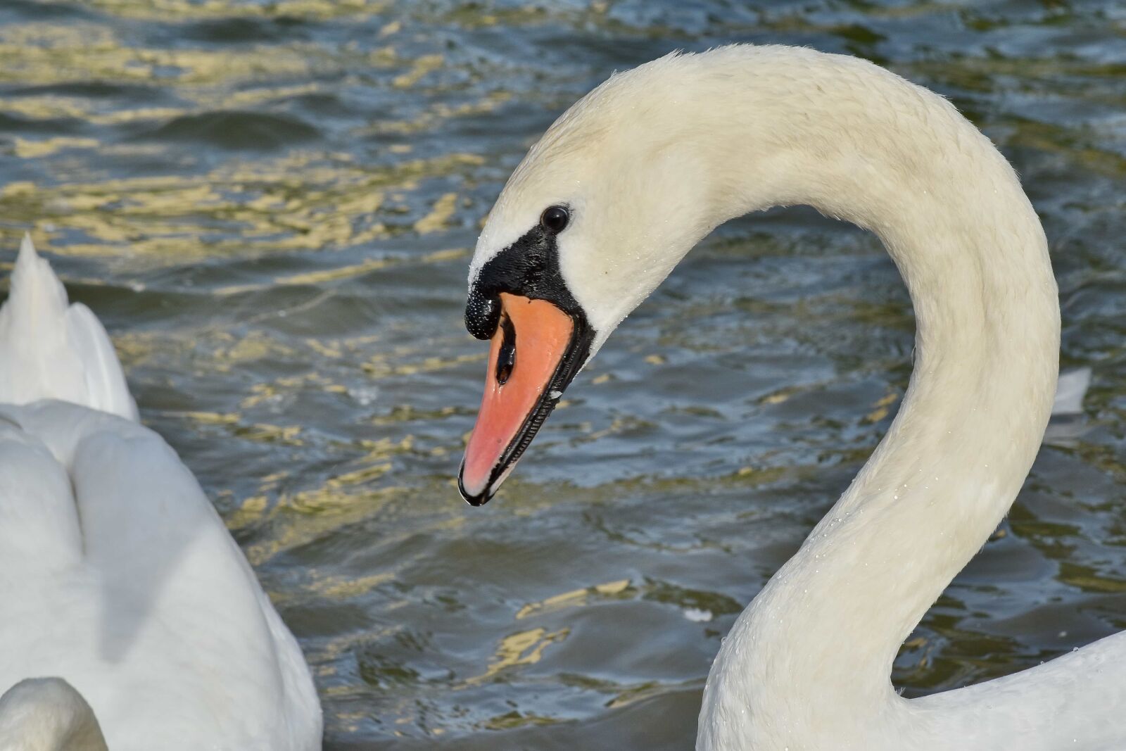 Nikon D5500 sample photo. Beak, swan, waterfowl, bird photography