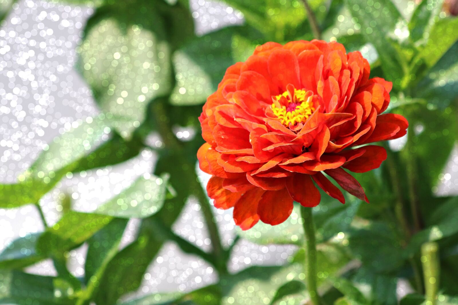 Canon EOS 750D (EOS Rebel T6i / EOS Kiss X8i) sample photo. Zinnia, flower, summer photography