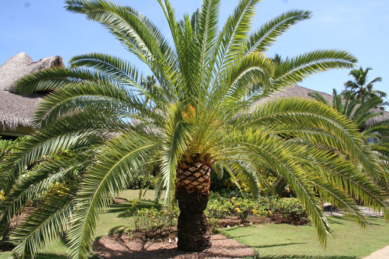 Canon EOS 350D (EOS Digital Rebel XT / EOS Kiss Digital N) sample photo. Caribbean, palm, vacations photography