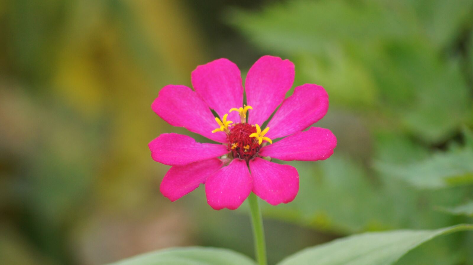 Sony SLT-A55 (SLT-A55V) sample photo. Flower, flowers, spring photography