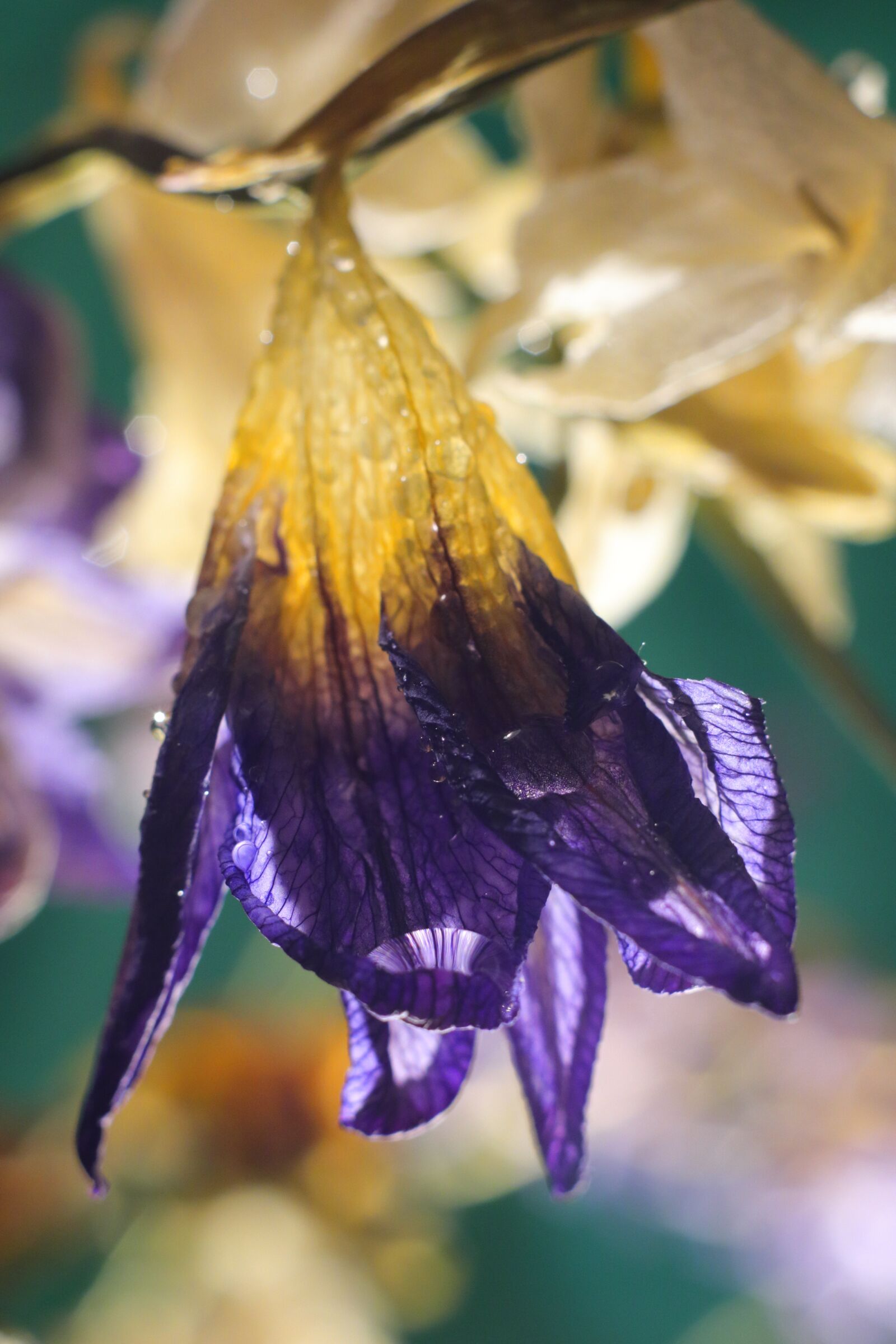 Canon EOS M50 (EOS Kiss M) sample photo. Macro, closeup, nature photography