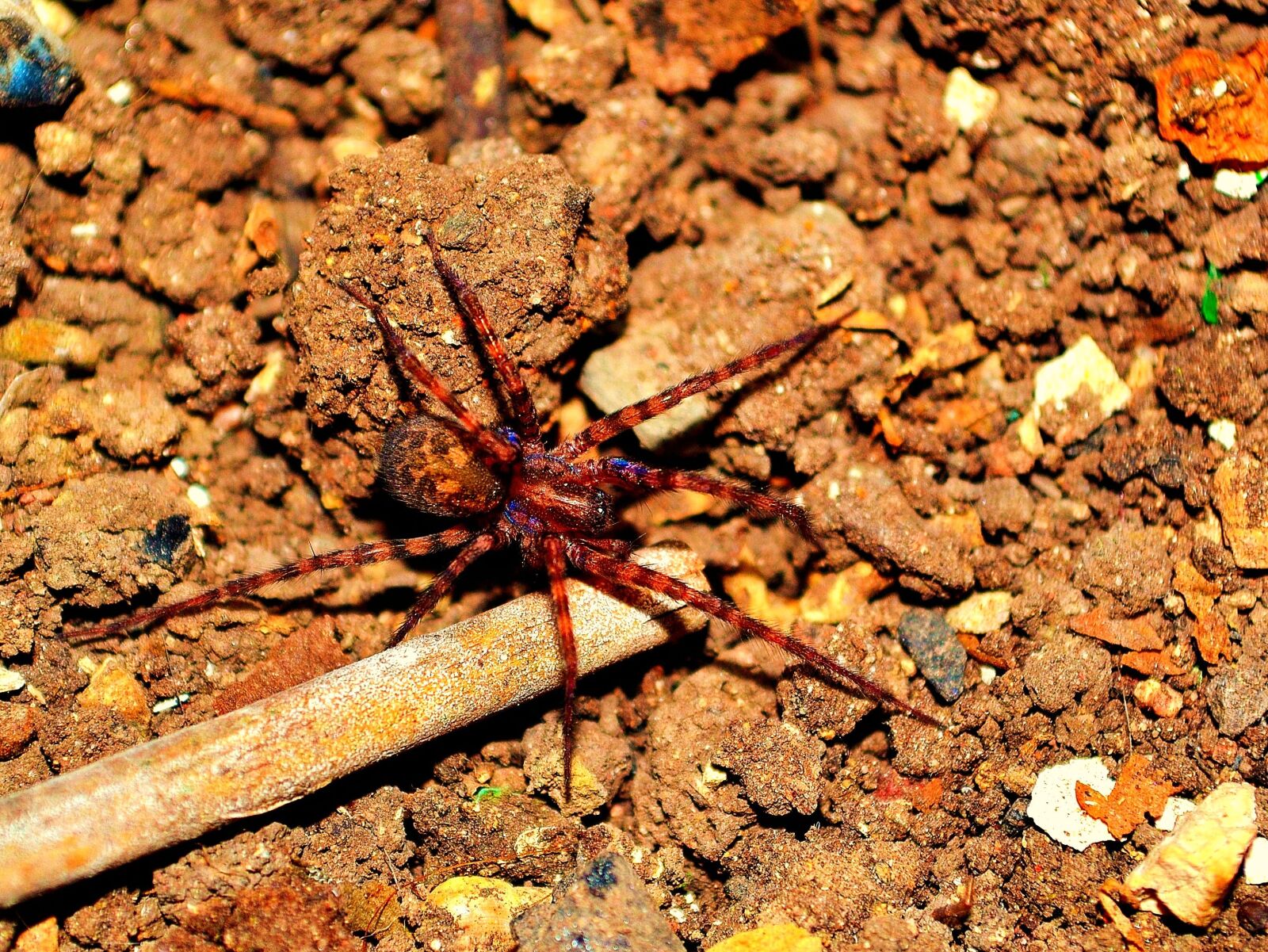 Nikon D3100 sample photo. Spider, earth, arachnid photography
