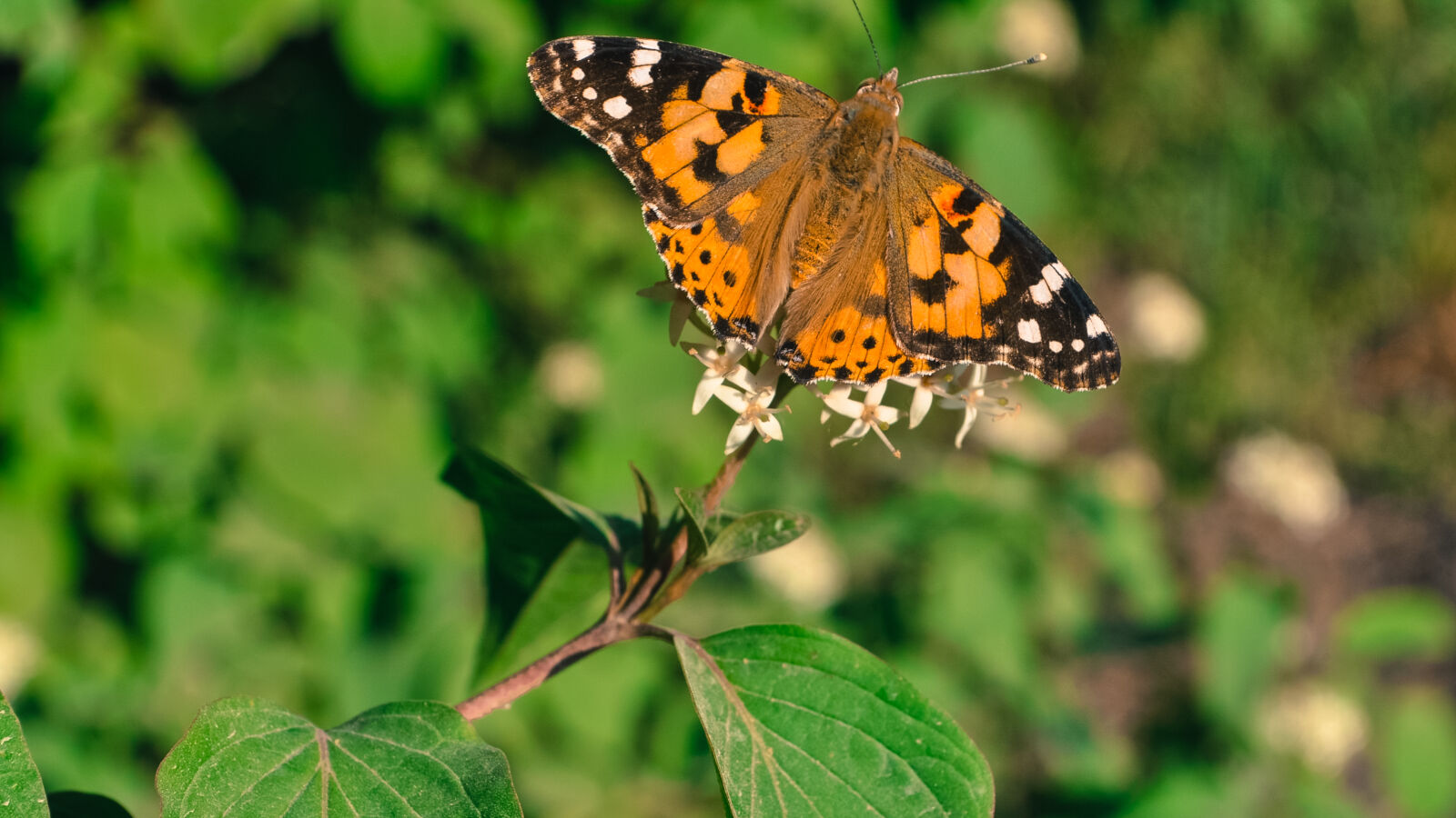 Nikon D5000 sample photo. Animal, butterfly, flora, floral photography