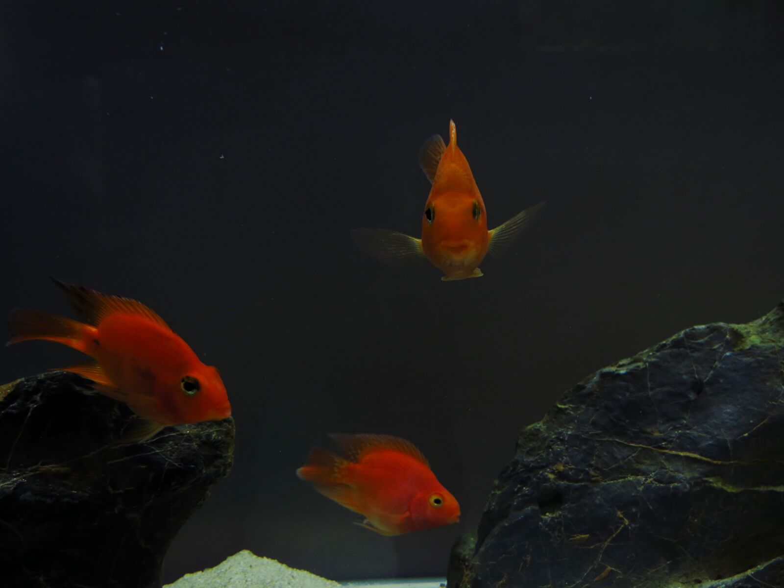 Canon PowerShot SX40 HS sample photo. Fishes photography