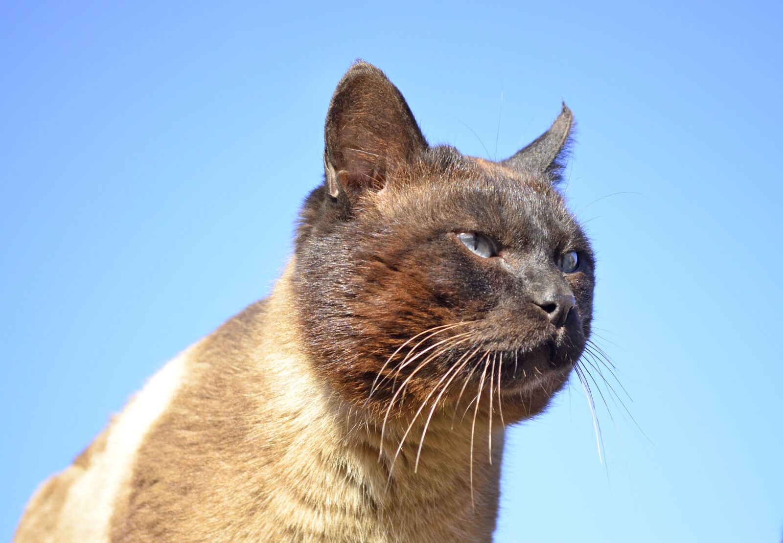 Nikon D5100 sample photo. Siamese cat, the owner photography