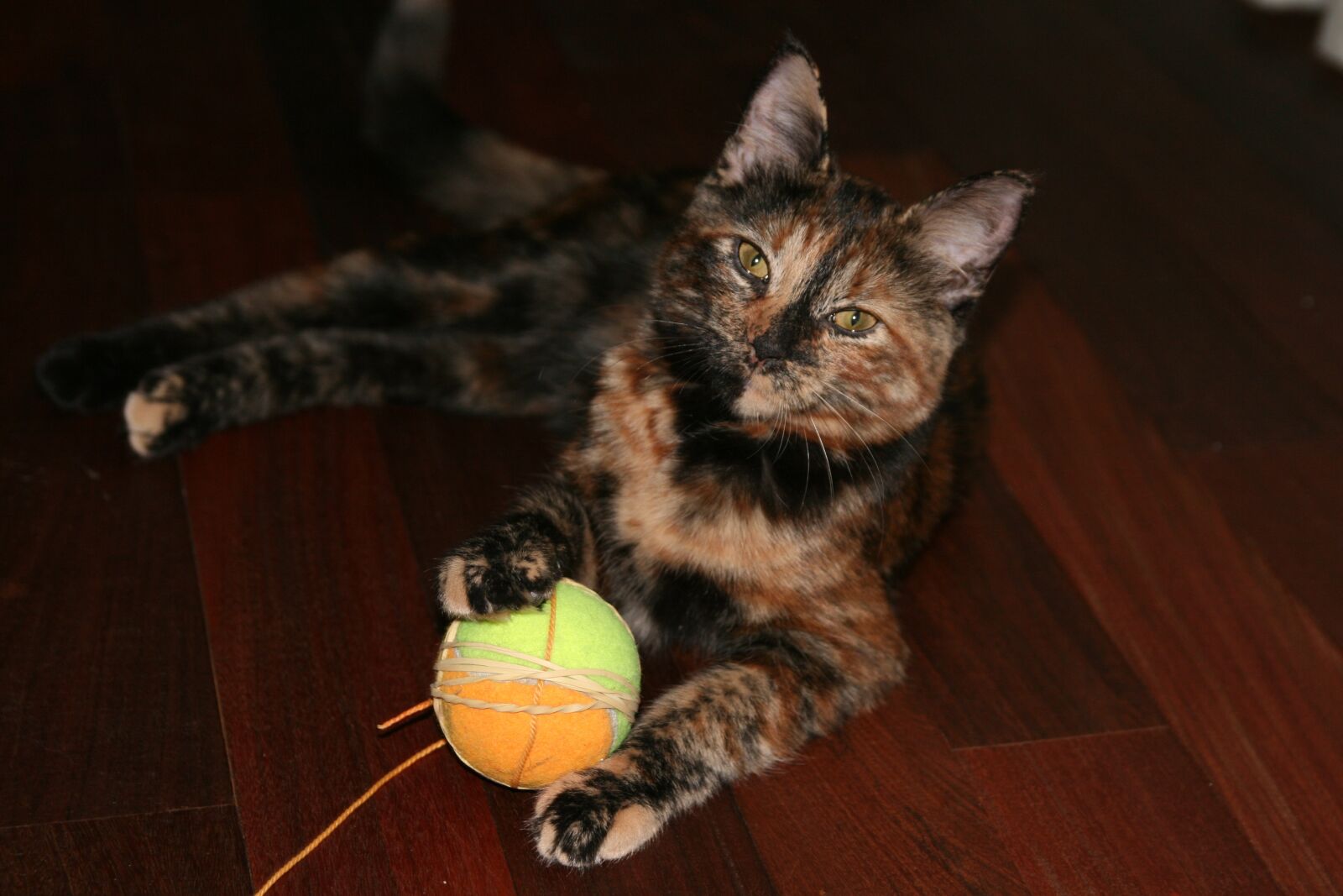 Canon EOS 400D (EOS Digital Rebel XTi / EOS Kiss Digital X) sample photo. Animal, cat, cute photography