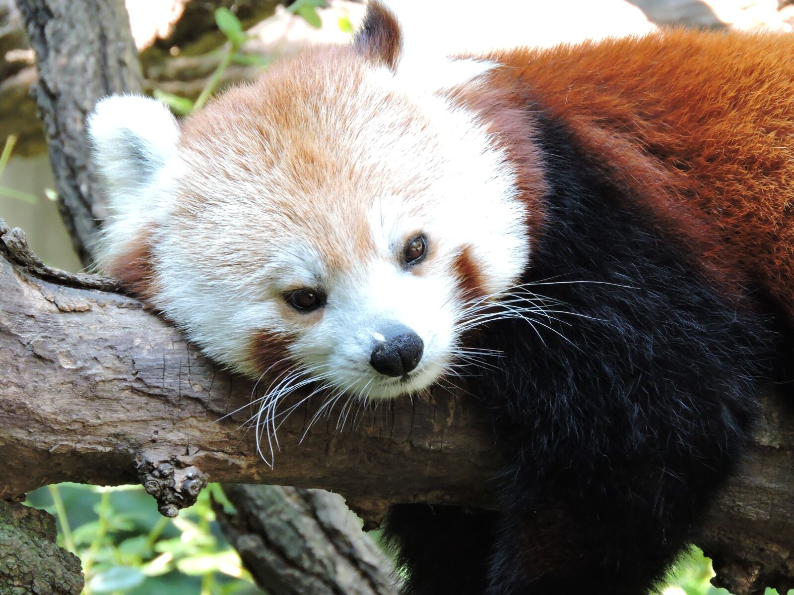 Nikon Coolpix P600 sample photo. Panda, zoo, wildlife photography