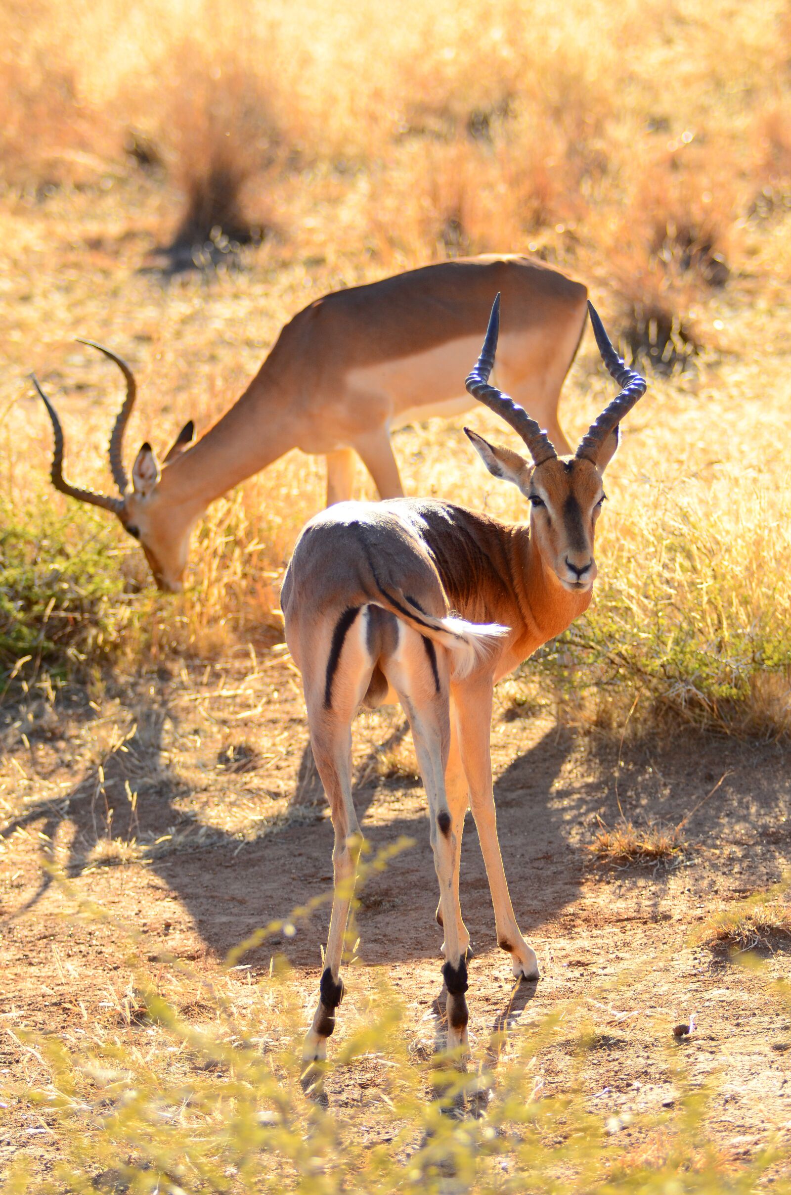 Nikon D7000 sample photo. South africa, pilanesberg, africa photography