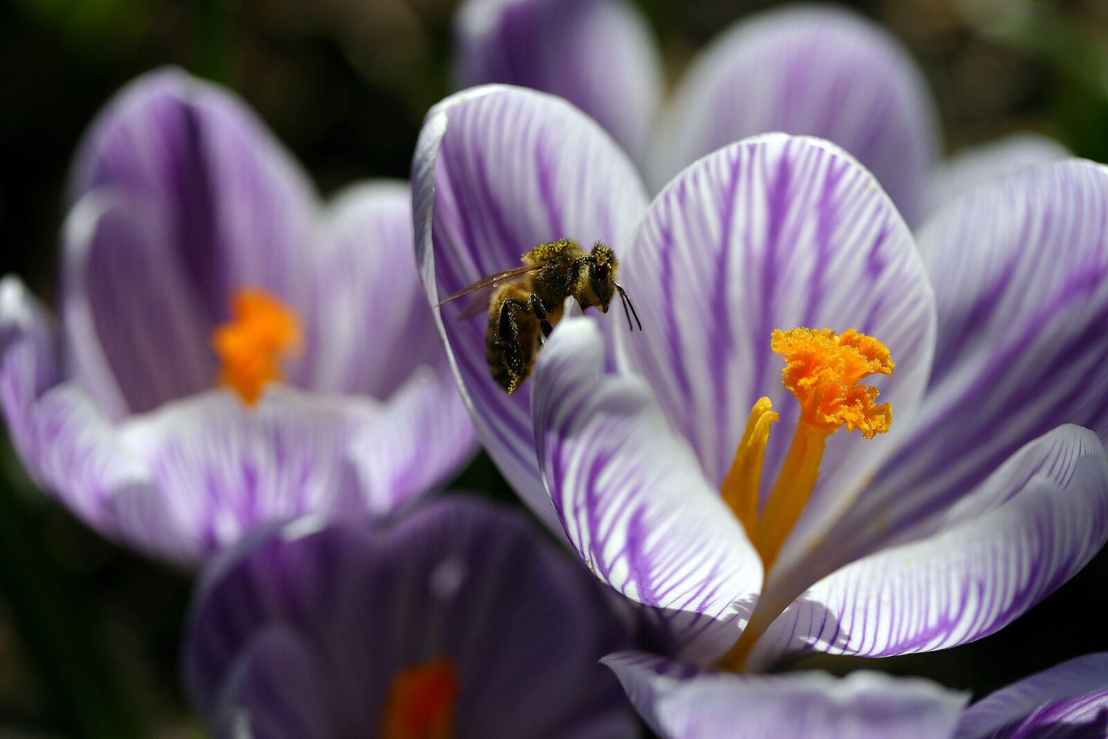 Canon EOS 300D (EOS Digital Rebel / EOS Kiss Digital) sample photo. Crocus, blossom, bloom photography
