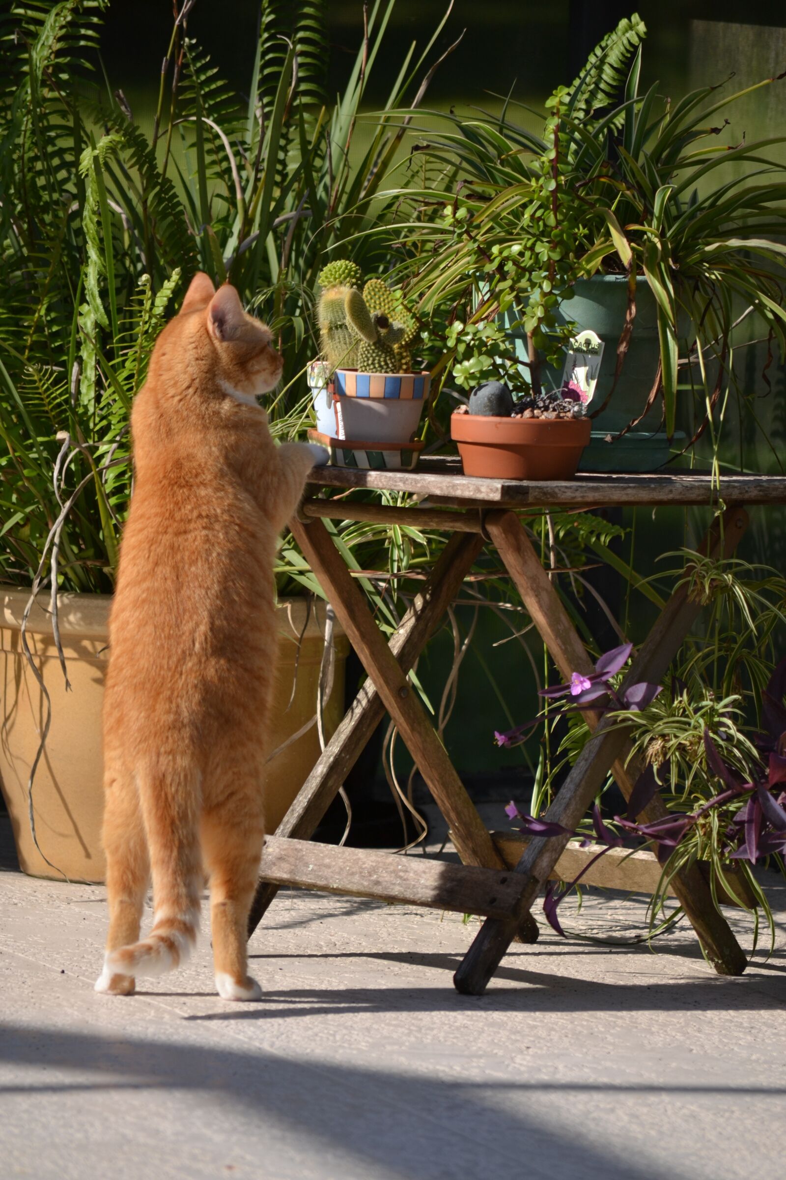 Nikon D3100 sample photo. Inquisitive cat, cat standing photography