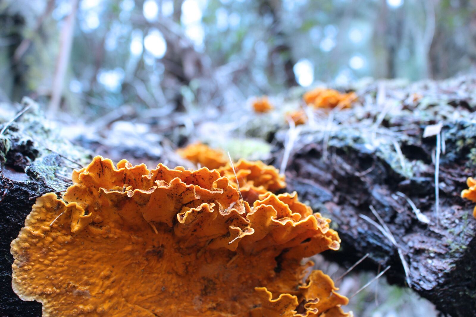 Canon EOS 100D (EOS Rebel SL1 / EOS Kiss X7) sample photo. Fungus, log, forest photography
