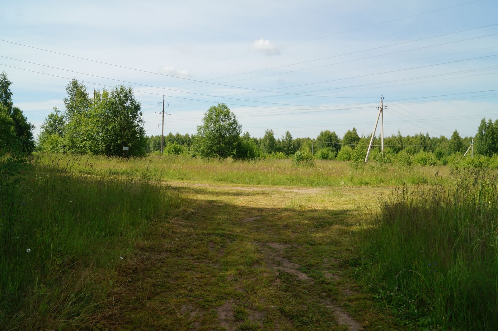 Sony SLT-A57 sample photo. Summer, forest, blue sky photography