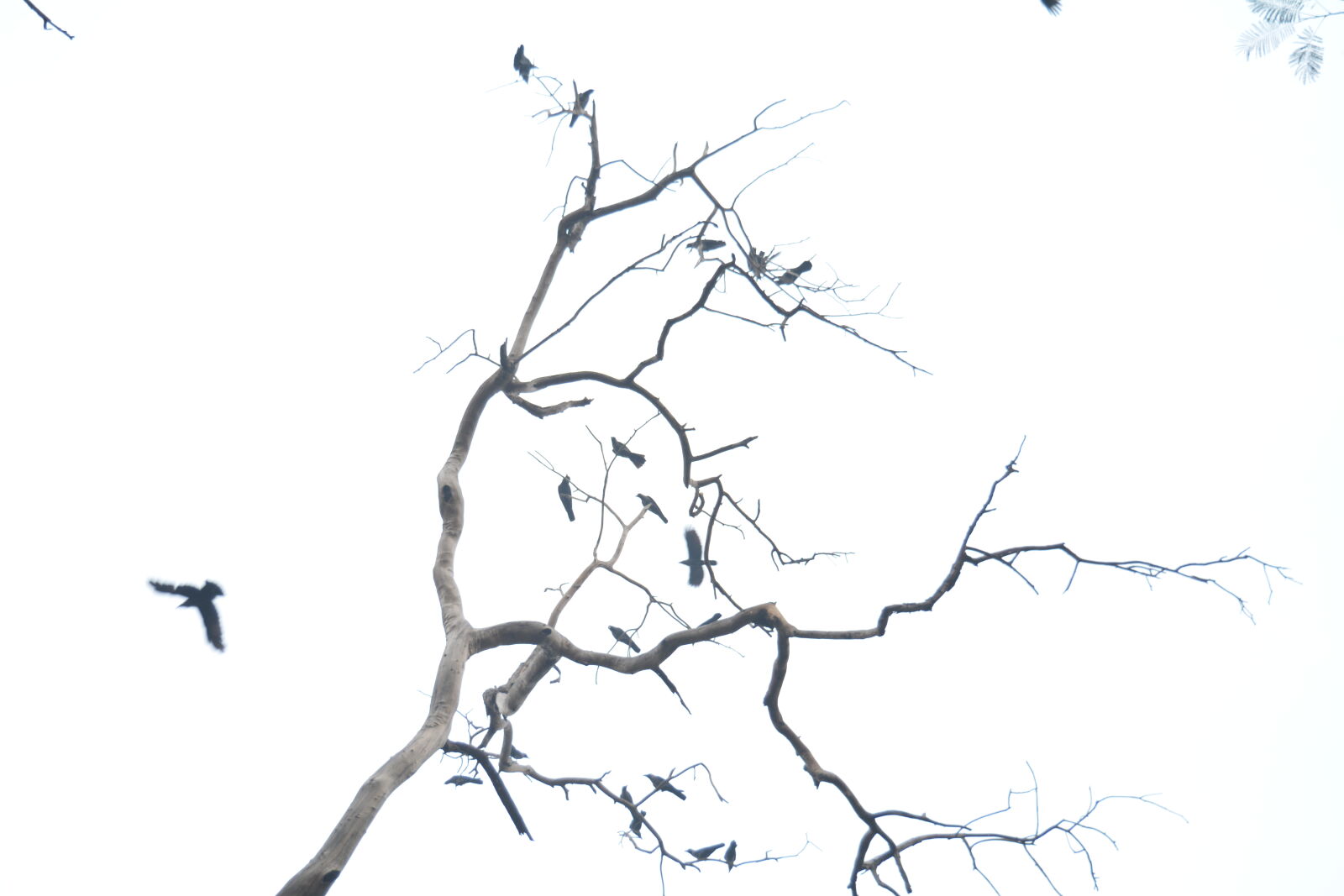 Nikon D5200 sample photo. Birds, bright, dead, tree photography